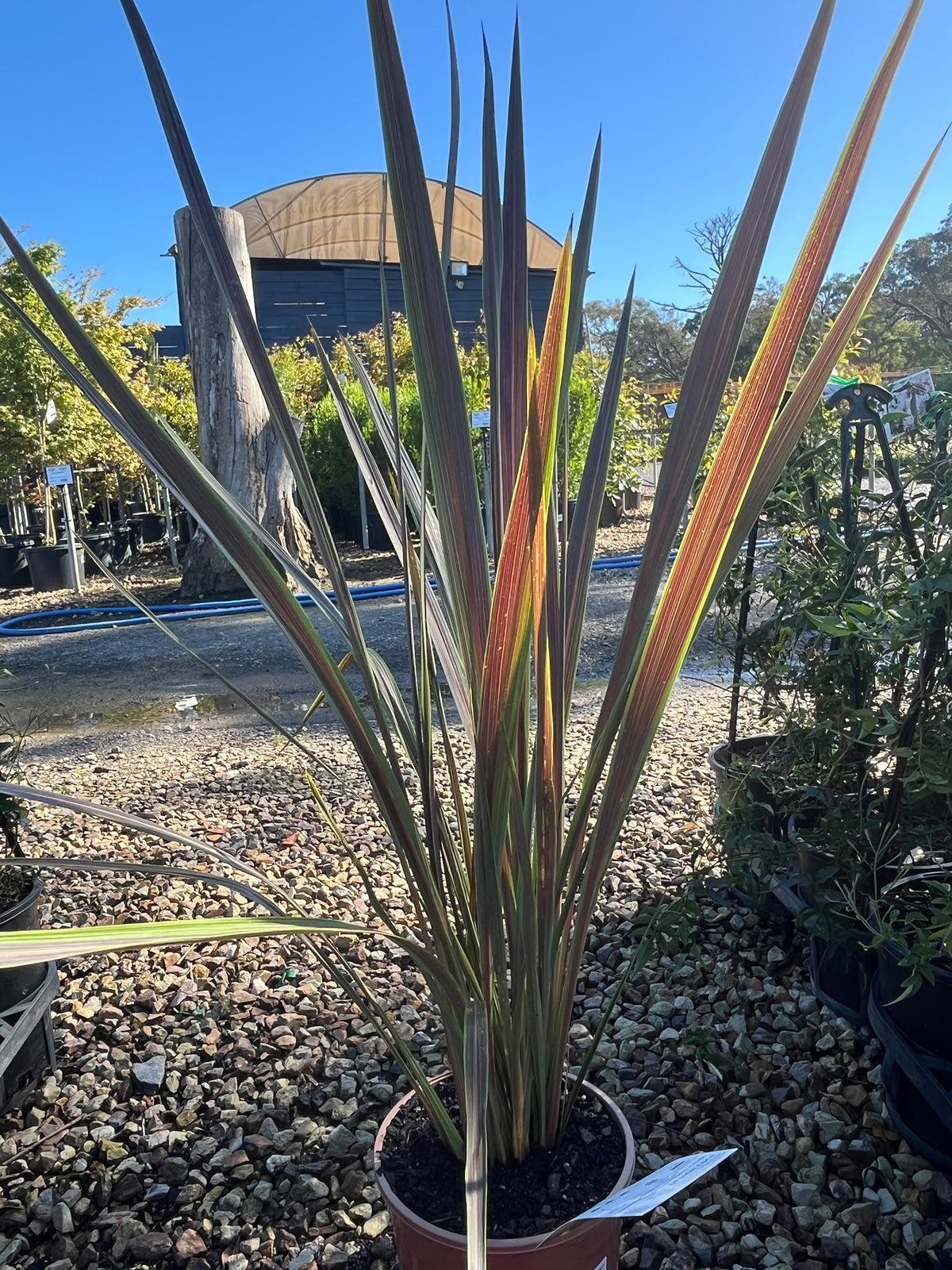 PL0115 Cabbage Tree, Cabbage Palm, Design Edge, SPRICORFLASH, Cordyline banksii Electric Flash, 朱蕉, 17 cm Pot
