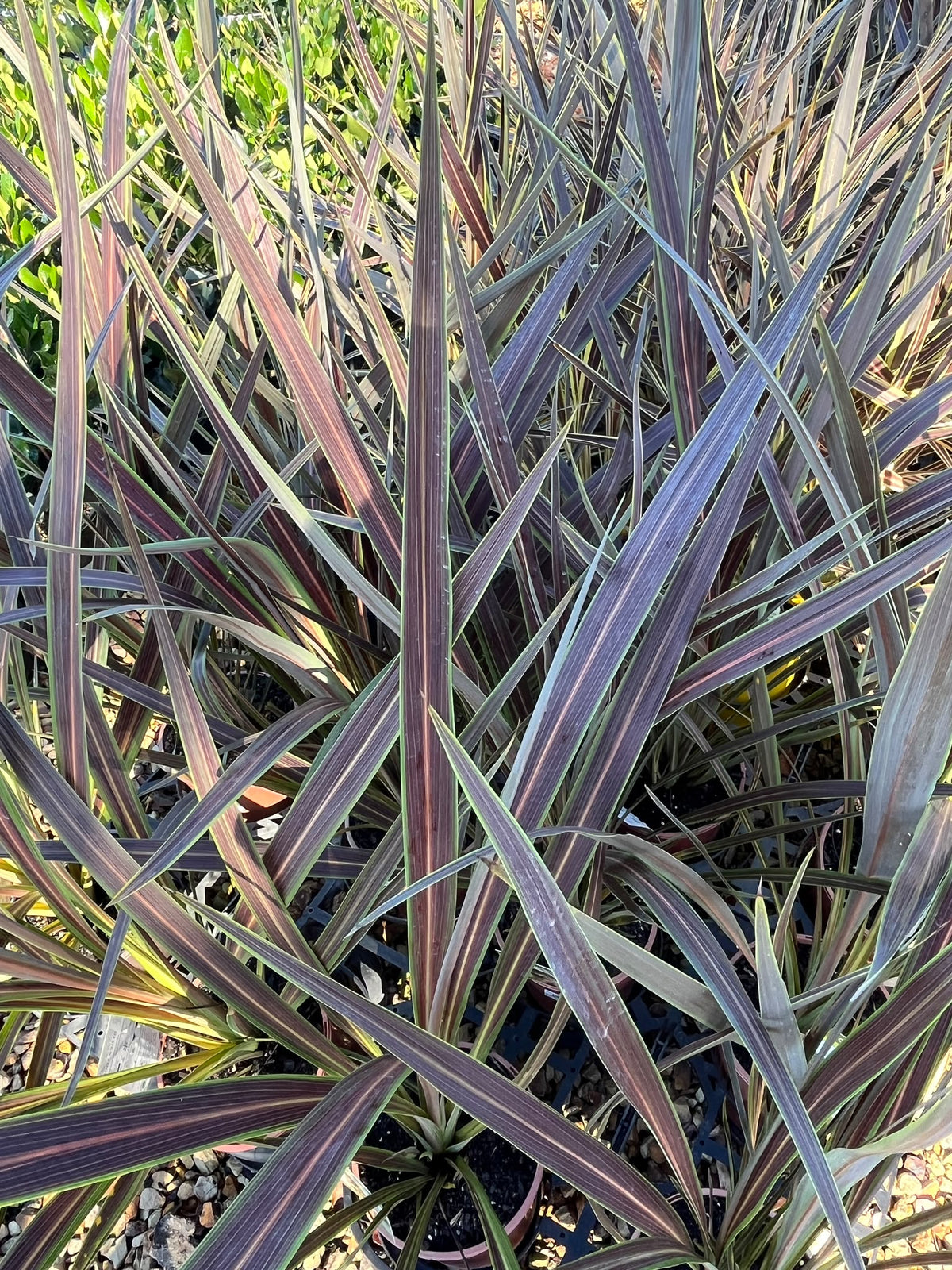 PL0115 Cabbage Tree, Cabbage Palm, Design Edge, SPRICORFLASH, Cordyline banksii Electric Flash, 朱蕉, 17 cm Pot