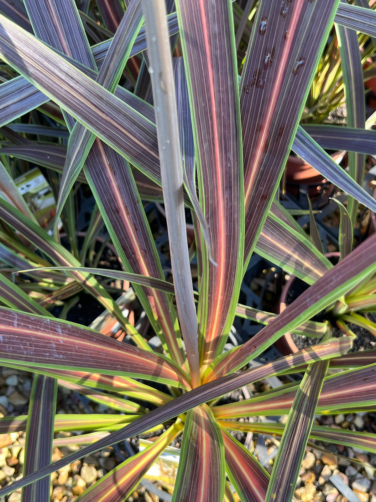 PL0115 Cabbage Tree, Cabbage Palm, Design Edge, SPRICORFLASH, Cordyline banksii Electric Flash, 朱蕉, 17 cm Pot
