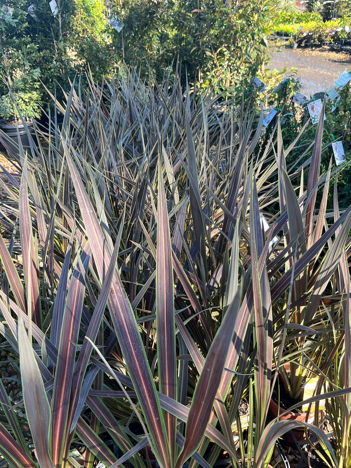 PL0115 Cabbage Tree, Cabbage Palm, Design Edge, SPRICORFLASH, Cordyline banksii Electric Flash, 朱蕉, 17 cm Pot