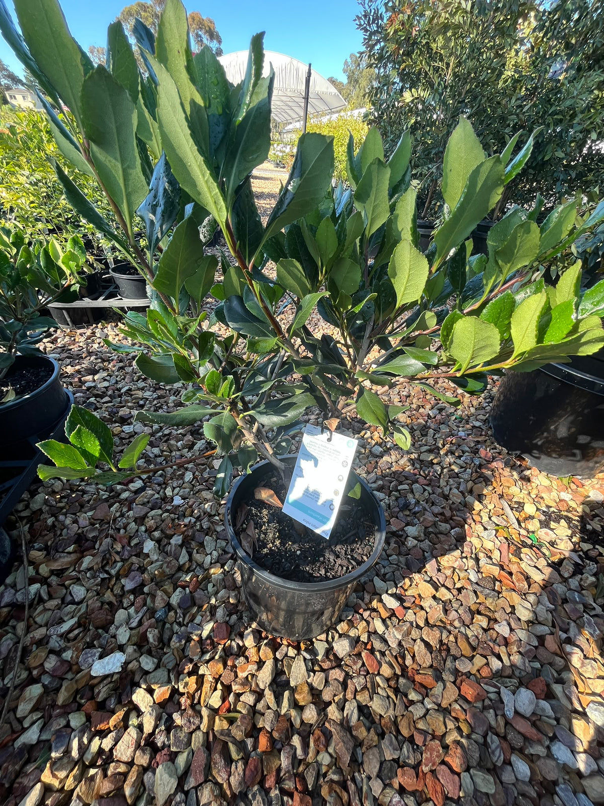 PL0116 Indian Hawthorn, Raphiolepis, Rhaphiolepis indica, 石斑木, 20 cm Pot