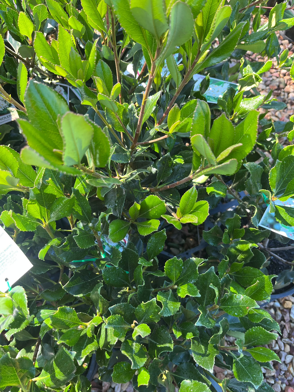 PL0116 Indian Hawthorn, Raphiolepis, Rhaphiolepis indica, 石斑木, 20 cm Pot