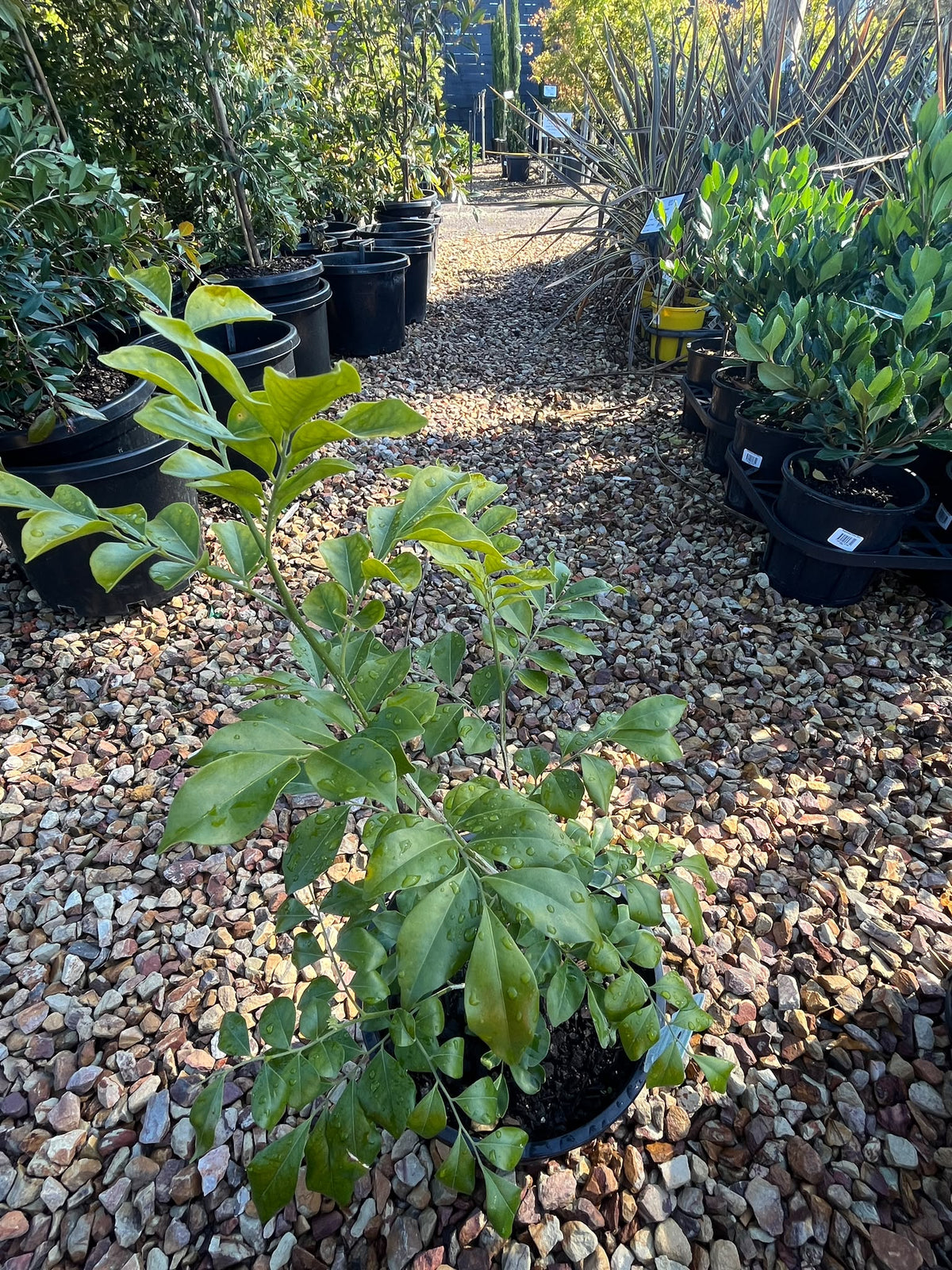 PL0117 Orange Jessamine, Mock Orange, Chinese Box, Murraya paniculata, 九里香, 20 cm Pot