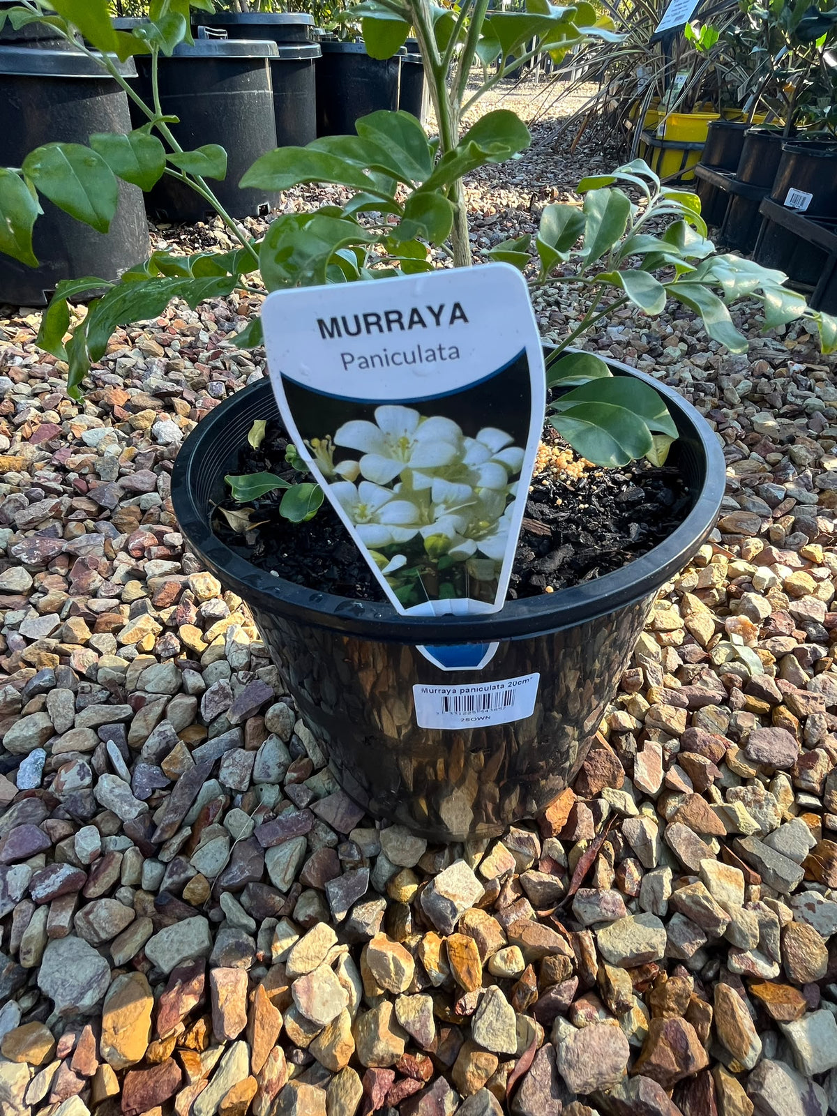 PL0117 Orange Jessamine, Mock Orange, Chinese Box, Murraya paniculata, 九里香, 20 cm Pot