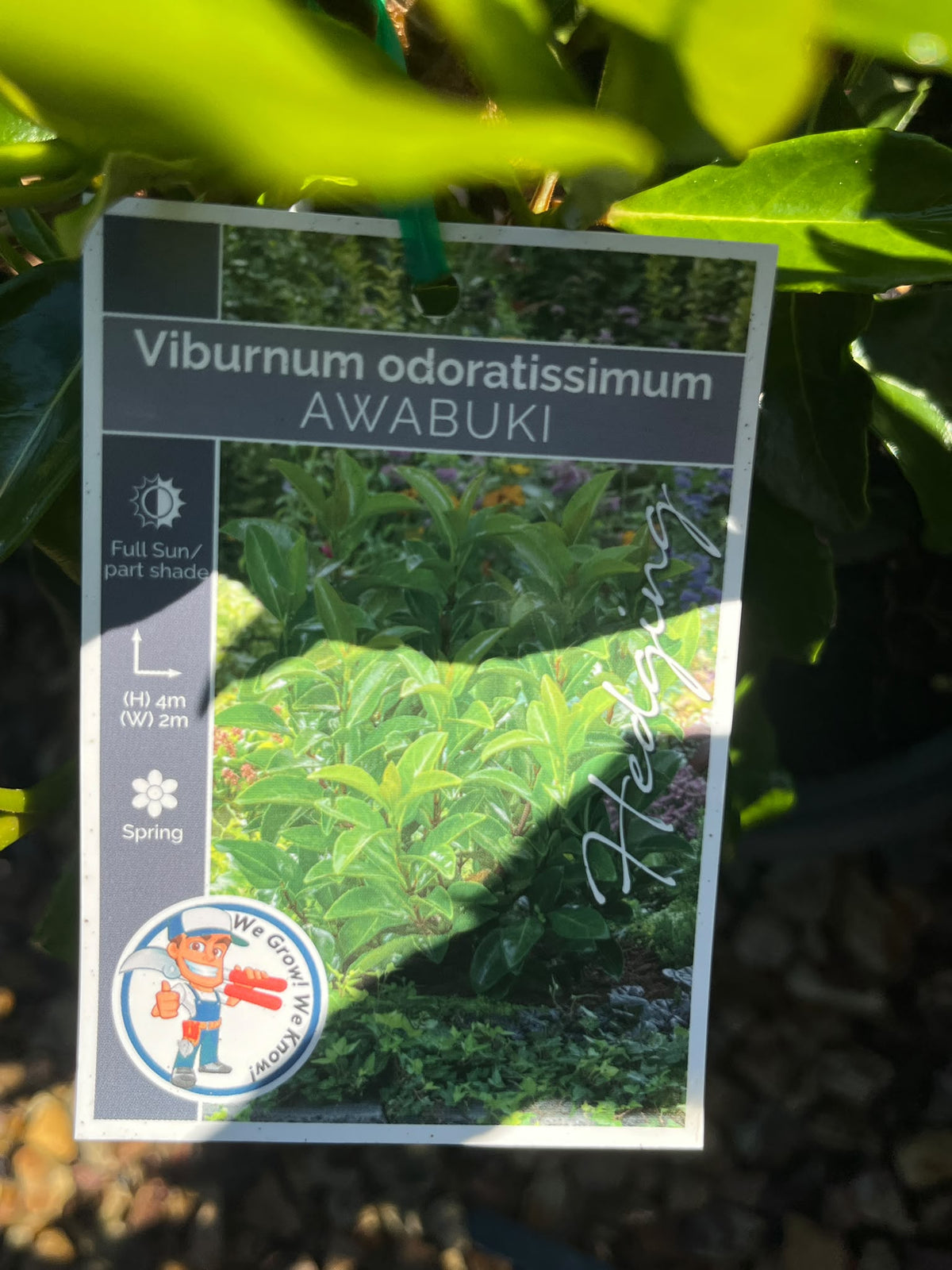 PL0118 Sweet Viburnum, Viburnum odoratissimum Awabuki, 珊瑚树, 20 cm Pot