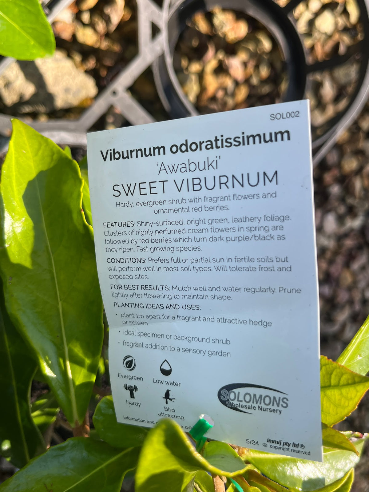 PL0118 Sweet Viburnum, Viburnum odoratissimum Awabuki, 珊瑚树, 20 cm Pot
