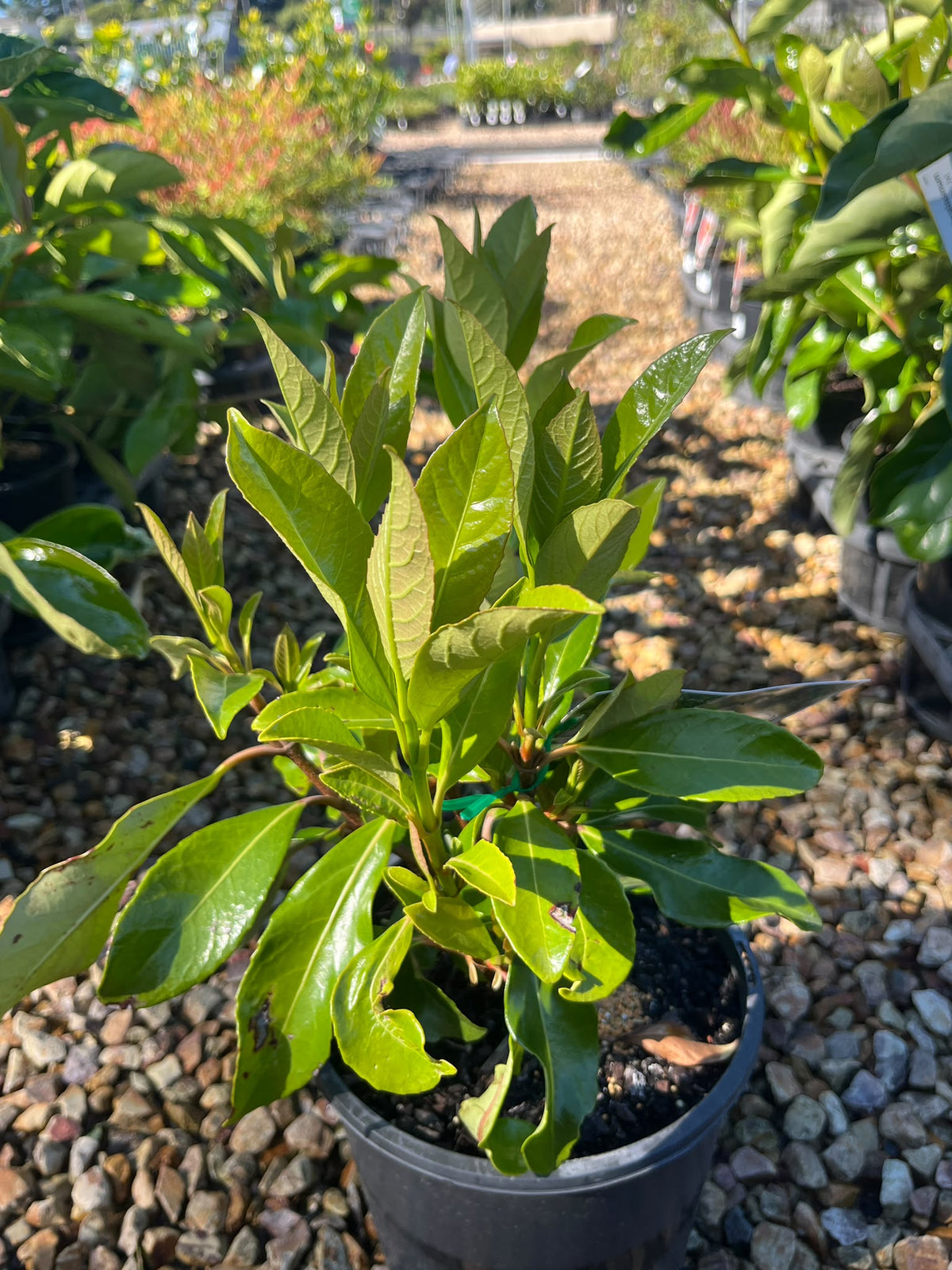 PL0118 Sweet Viburnum, Viburnum odoratissimum Awabuki, 珊瑚树, 20 cm Pot