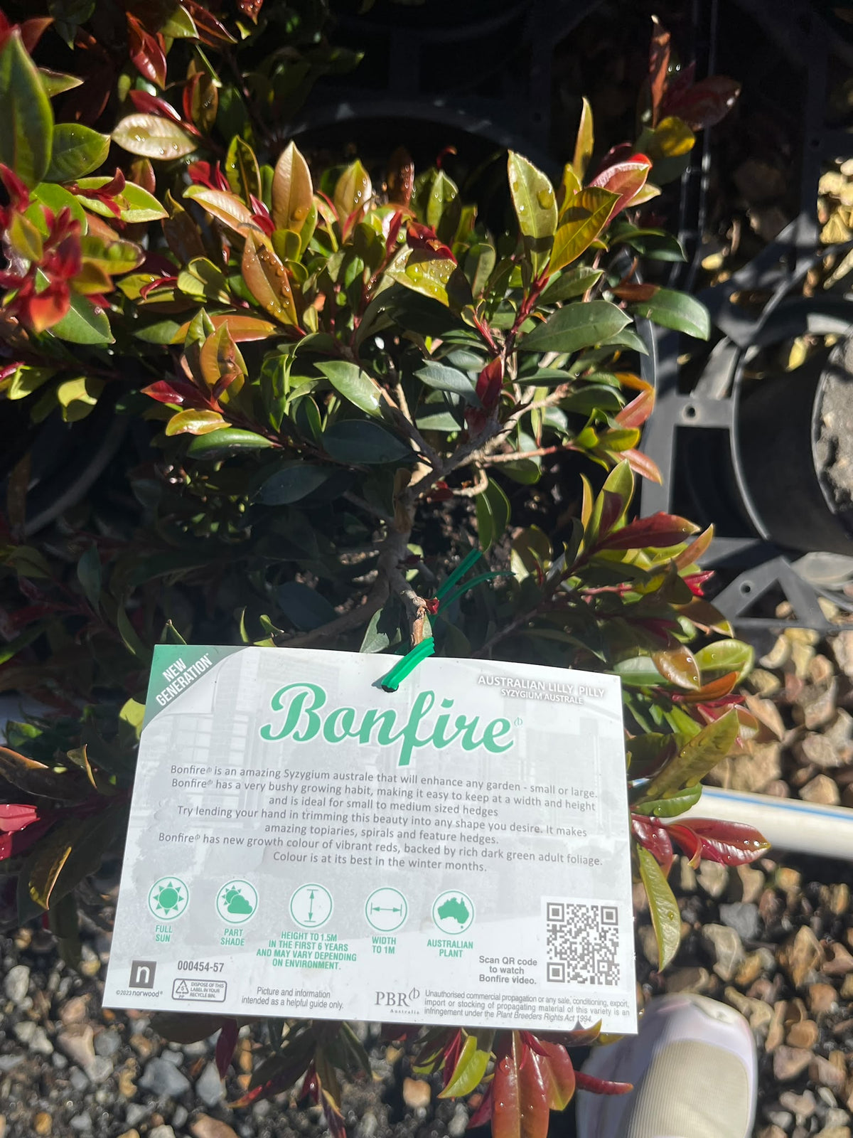 PL0119 Lilly Pilly, Brush Cherry, Scrub Cherry, Creek Lilly Pilly, Syzygium australe Bonfire, 澳洲蒲桃, 20 cm Pot