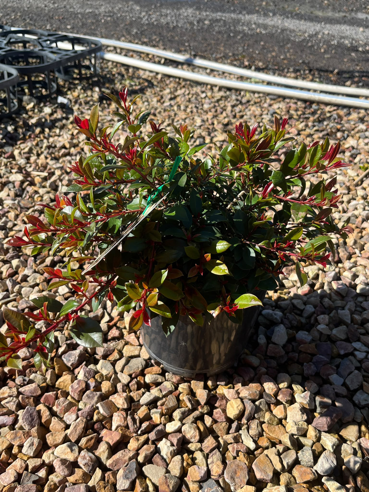 PL0119 Lilly Pilly, Brush Cherry, Scrub Cherry, Creek Lilly Pilly, Syzygium australe Bonfire, 澳洲蒲桃, 20 cm Pot