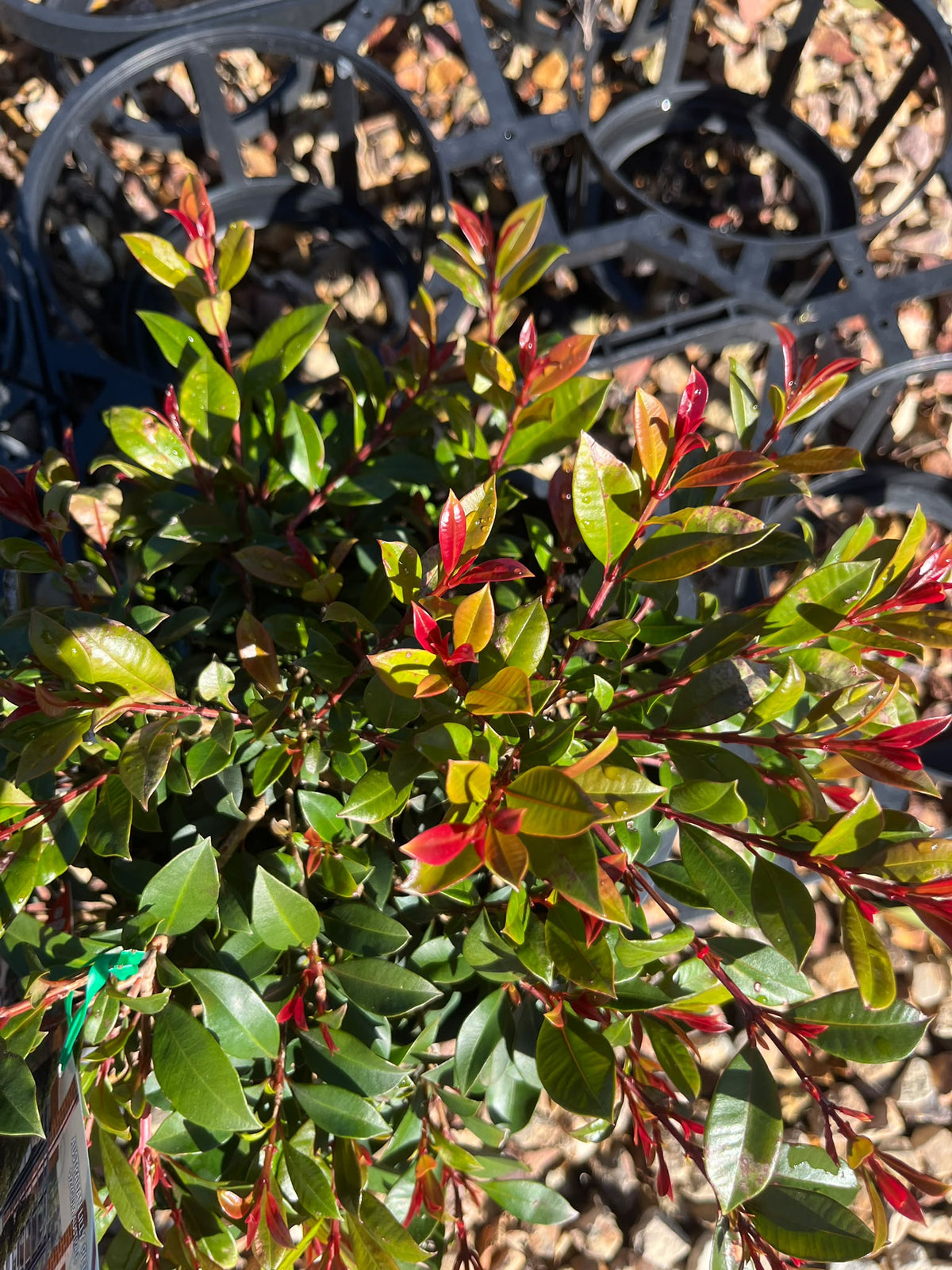 PL0119 Lilly Pilly, Brush Cherry, Scrub Cherry, Creek Lilly Pilly, Syzygium australe Bonfire, 澳洲蒲桃, 20 cm Pot