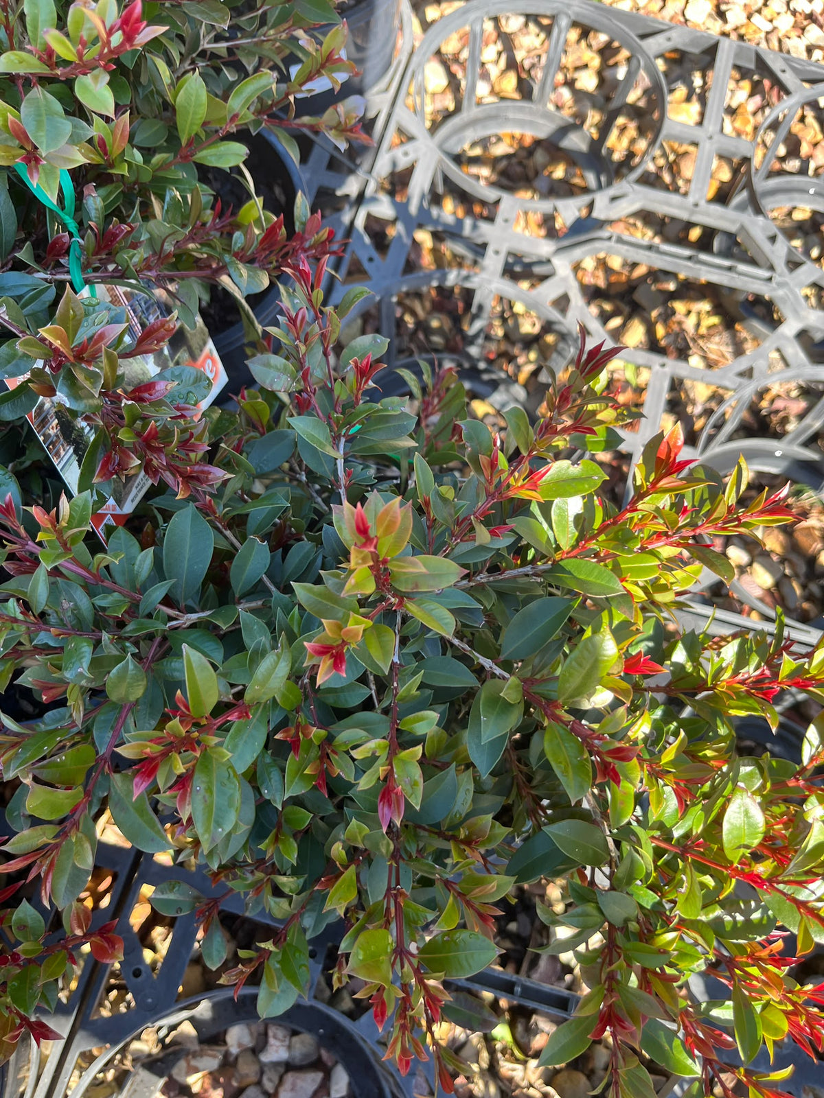 PL0119 Lilly Pilly, Brush Cherry, Scrub Cherry, Creek Lilly Pilly, Syzygium australe Bonfire, 澳洲蒲桃, 20 cm Pot