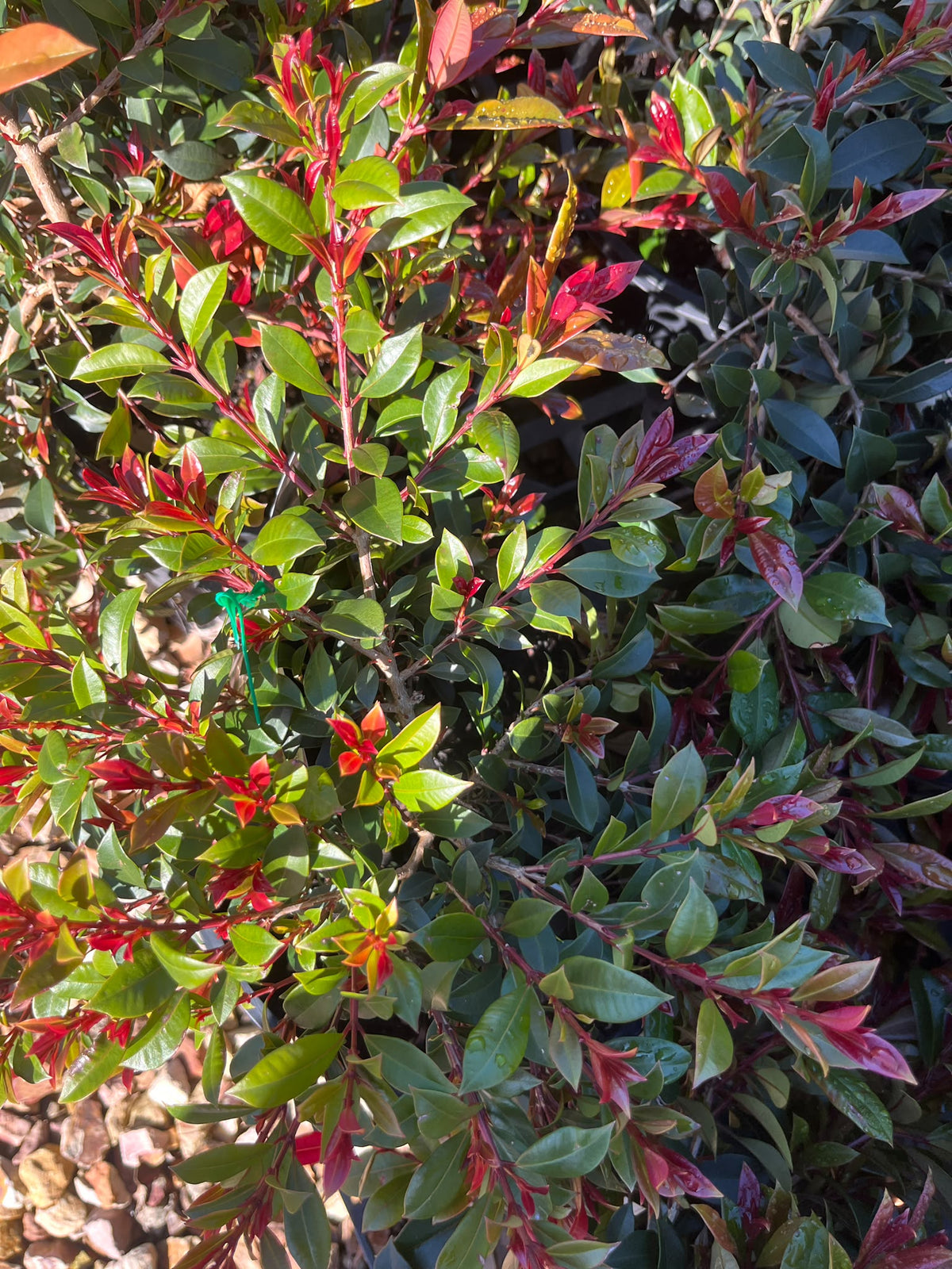 PL0119 Lilly Pilly, Brush Cherry, Scrub Cherry, Creek Lilly Pilly, Syzygium australe Bonfire, 澳洲蒲桃, 20 cm Pot