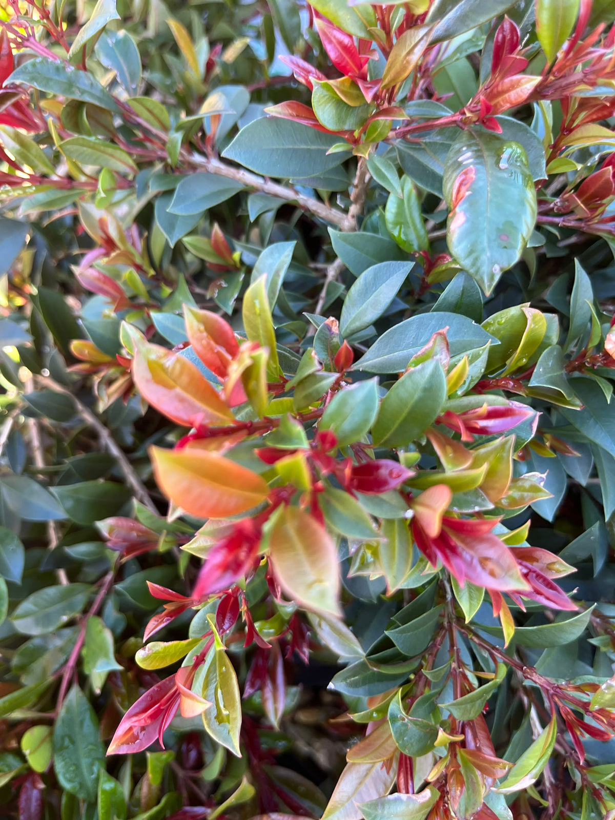 PL0119 Lilly Pilly, Brush Cherry, Scrub Cherry, Creek Lilly Pilly, Syzygium australe Bonfire, 澳洲蒲桃, 20 cm Pot