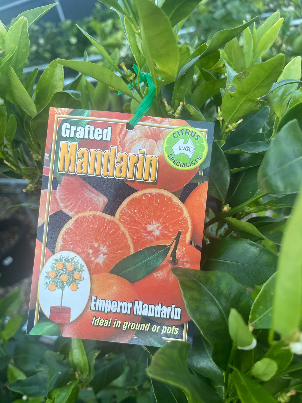 PL0232 Mandarin, Citrus reticulata Emperor, 柑橘, 40 cm Pot