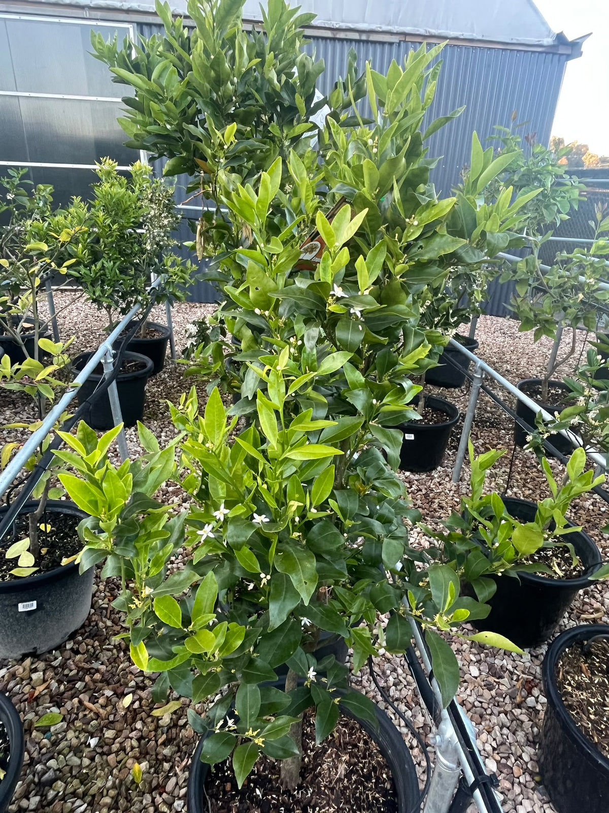 PL0232 Mandarin, Citrus reticulata Emperor, 柑橘, 40 cm Pot