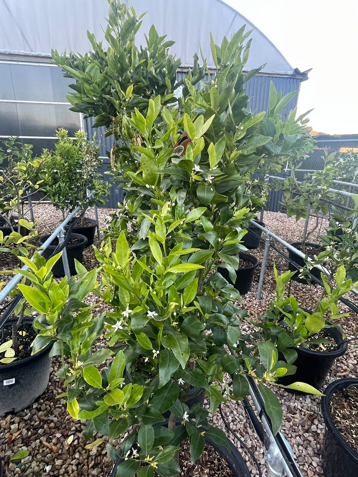 PL0232 Mandarin, Citrus reticulata Emperor, 柑橘, 40 cm Pot