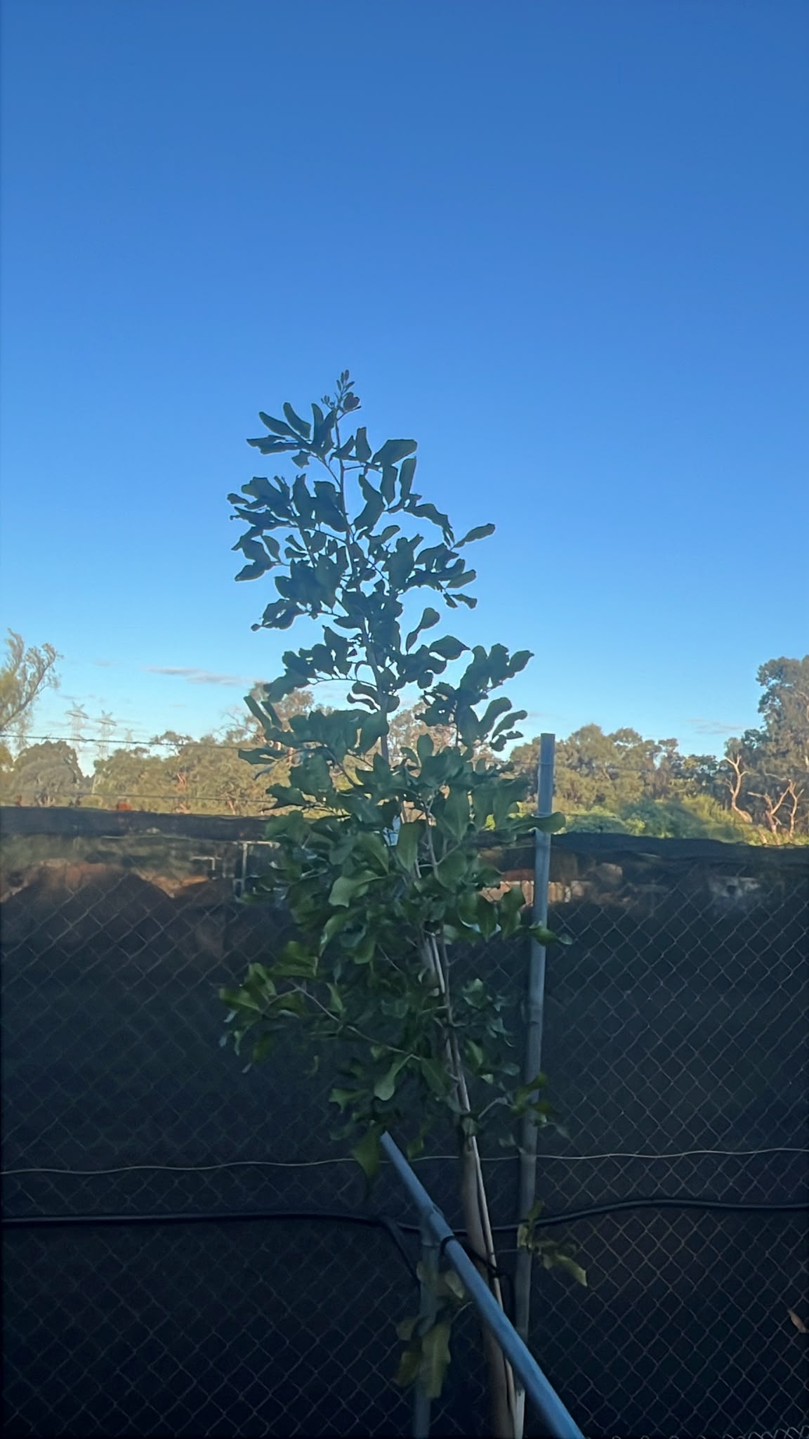 PL0239 Syn Cupania anacardioides, Tuckeroo, Carrotwood, Beach Tamarind, Green Leaved Tamarind, Cupaniopsis anacardioides, 胡萝卜木, 40 cm Pot