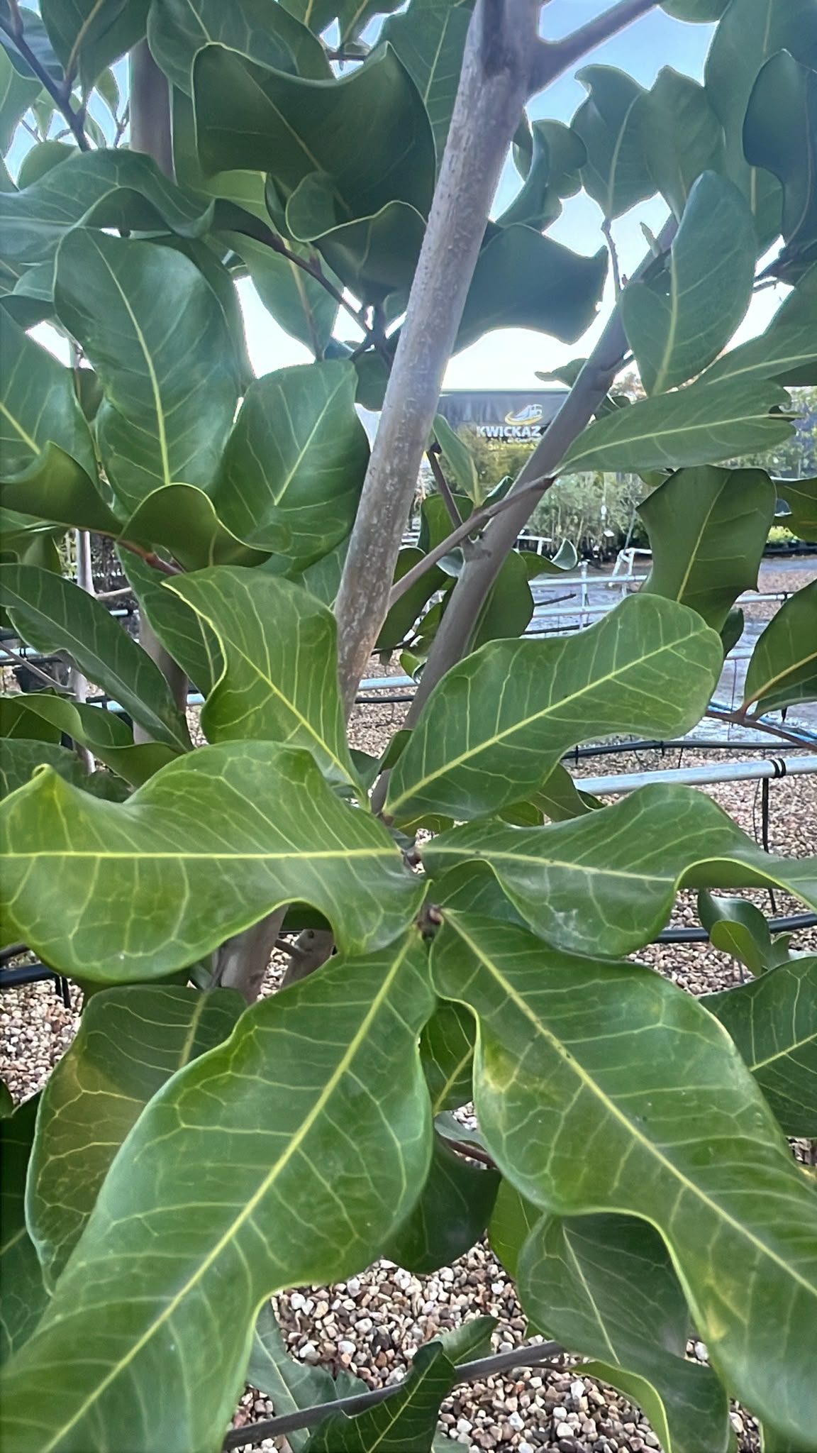 PL0239 Syn Cupania anacardioides, Tuckeroo, Carrotwood, Beach Tamarind, Green Leaved Tamarind, Cupaniopsis anacardioides, 胡萝卜木, 40 cm Pot