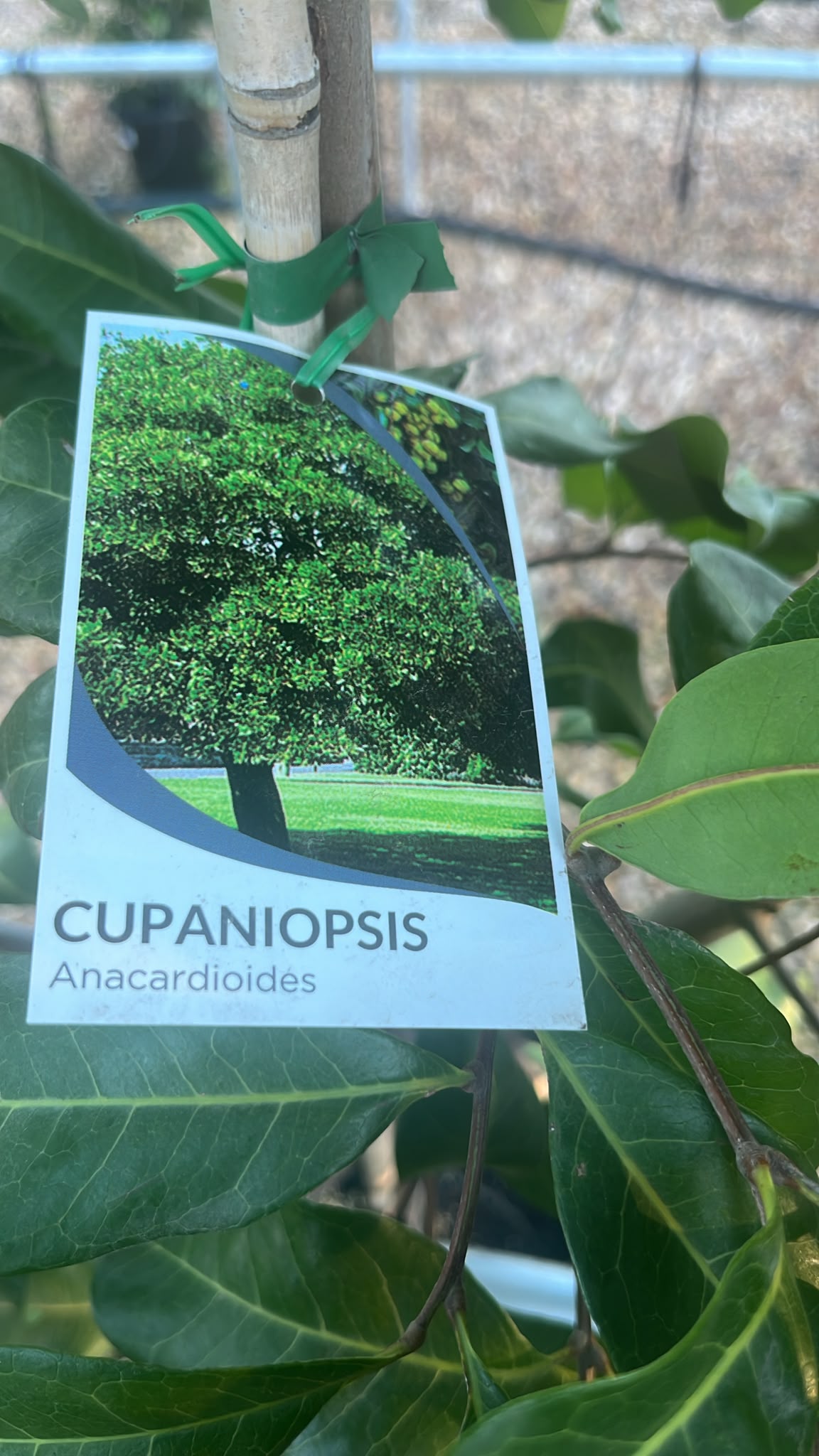 PL0239 Syn Cupania anacardioides, Tuckeroo, Carrotwood, Beach Tamarind, Green Leaved Tamarind, Cupaniopsis anacardioides, 胡萝卜木, 40 cm Pot
