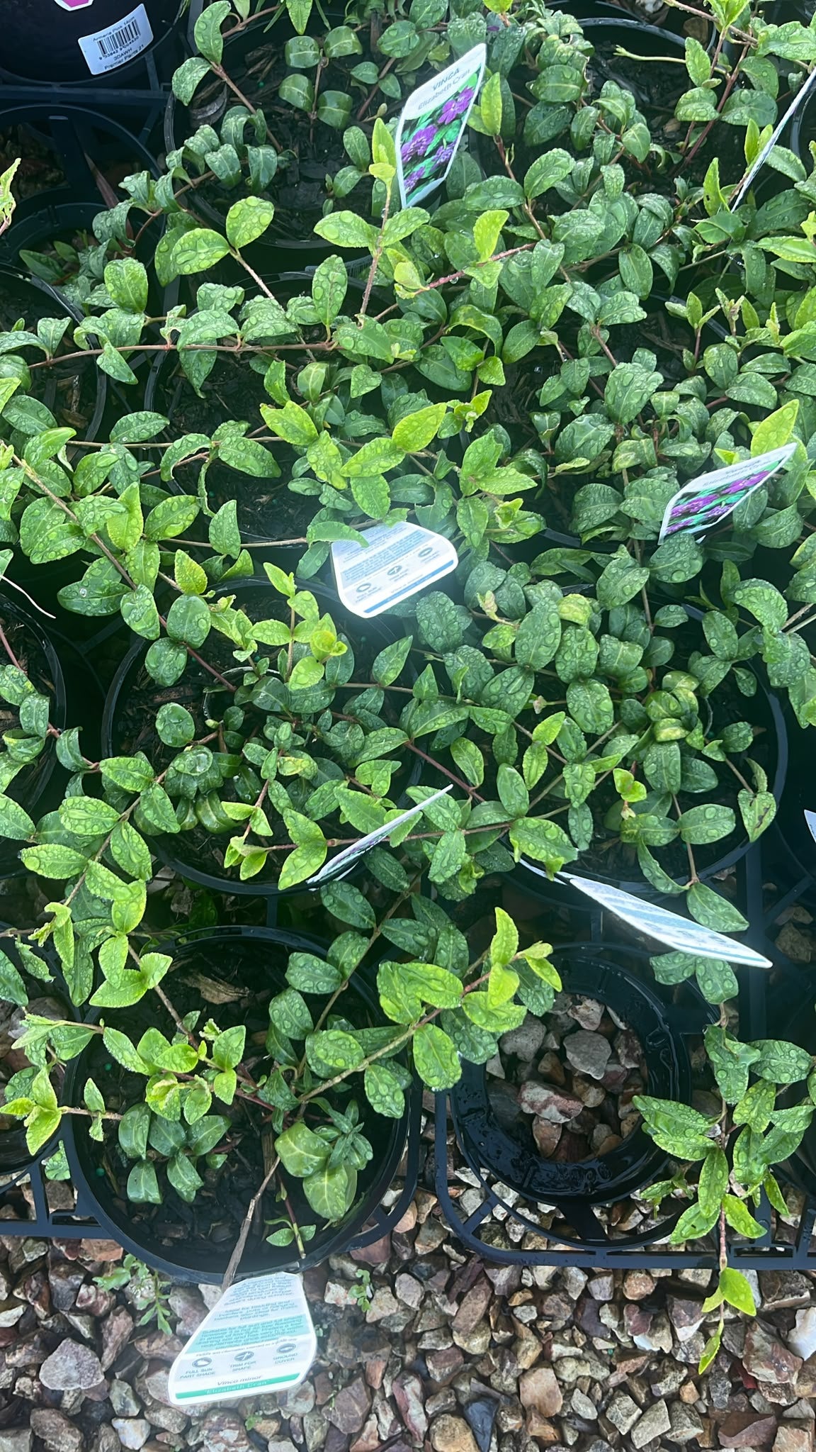 PL0255 Dwarf Periwinkle, Lesser Periwinkle, Vinca minor Elizabeth Cran, 蔓长春花, 14 cm Pot