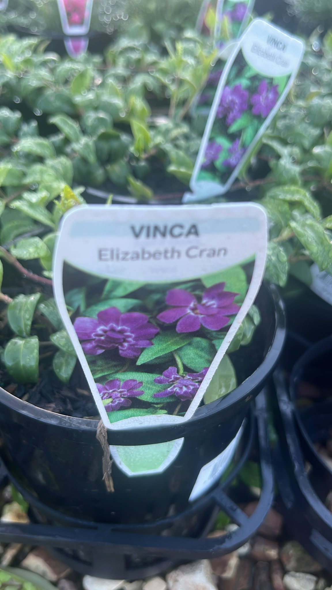 PL0255 Dwarf Periwinkle, Lesser Periwinkle, Vinca minor Elizabeth Cran, 蔓长春花, 14 cm Pot