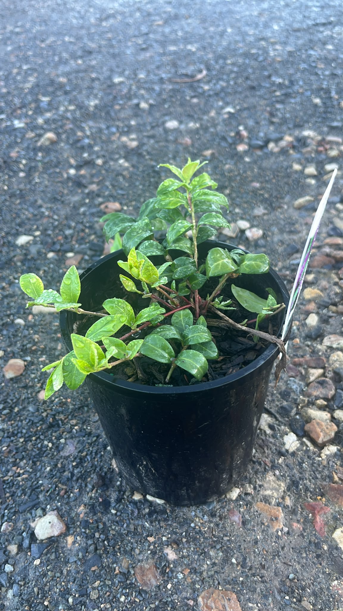 PL0255 Dwarf Periwinkle, Lesser Periwinkle, Vinca minor Elizabeth Cran, 蔓长春花, 14 cm Pot