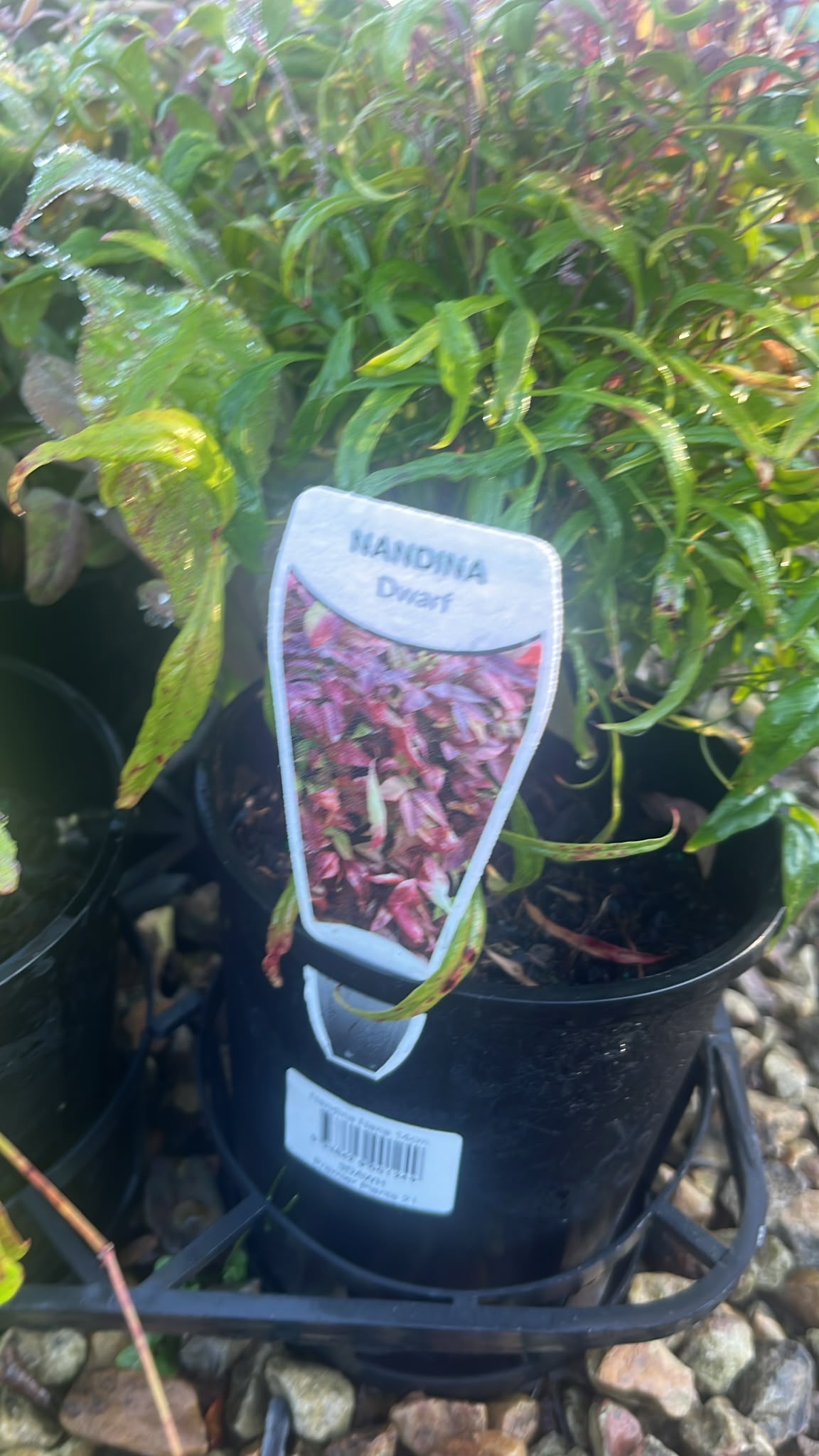 PL0258 Dwarf Heavenly Bamboo, Sacred Bamboo, Nandina domestica Nana, 南天竹, 14 cm Pot
