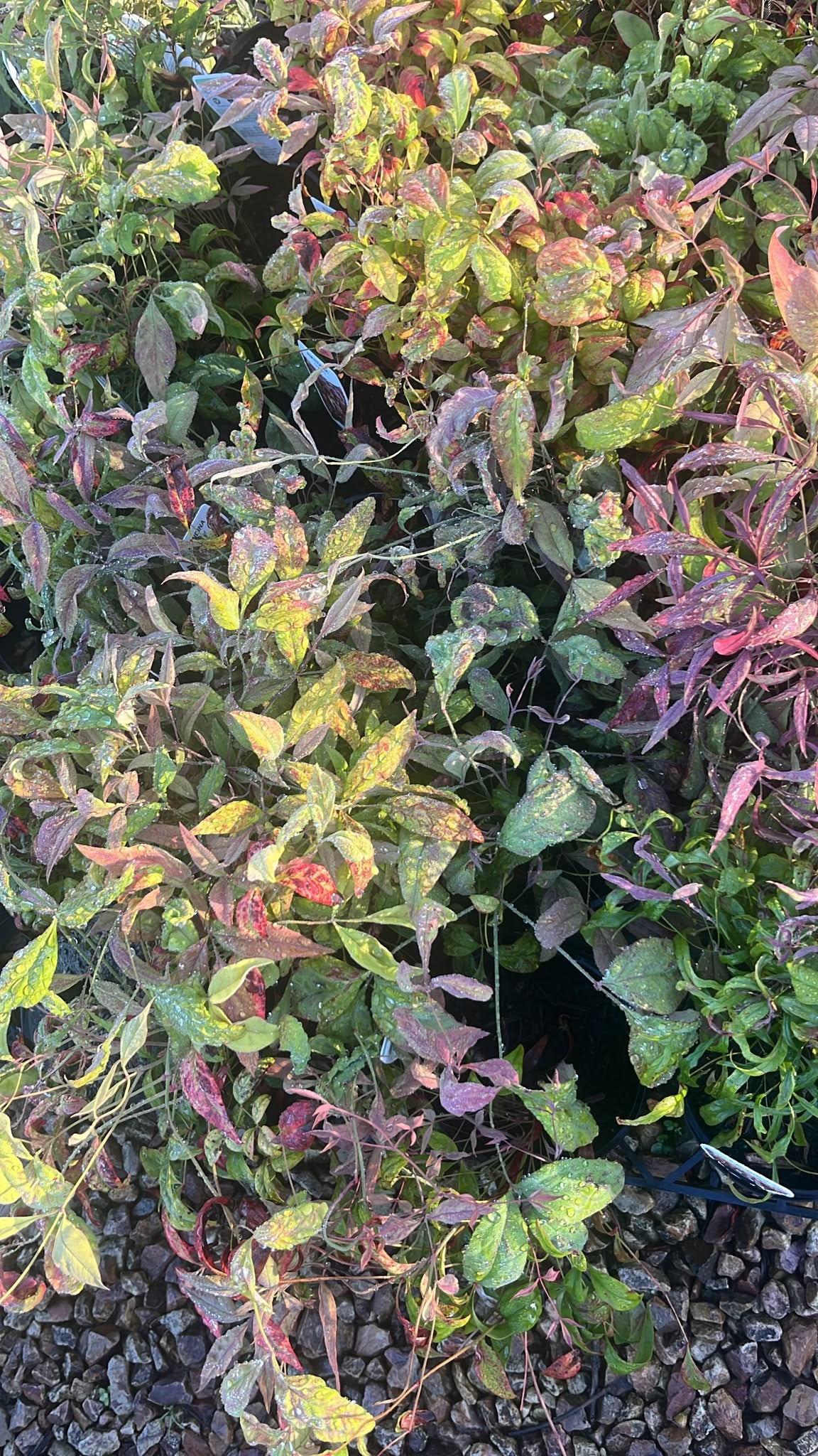 PL0258 Dwarf Heavenly Bamboo, Sacred Bamboo, Nandina domestica Nana, 南天竹, 14 cm Pot