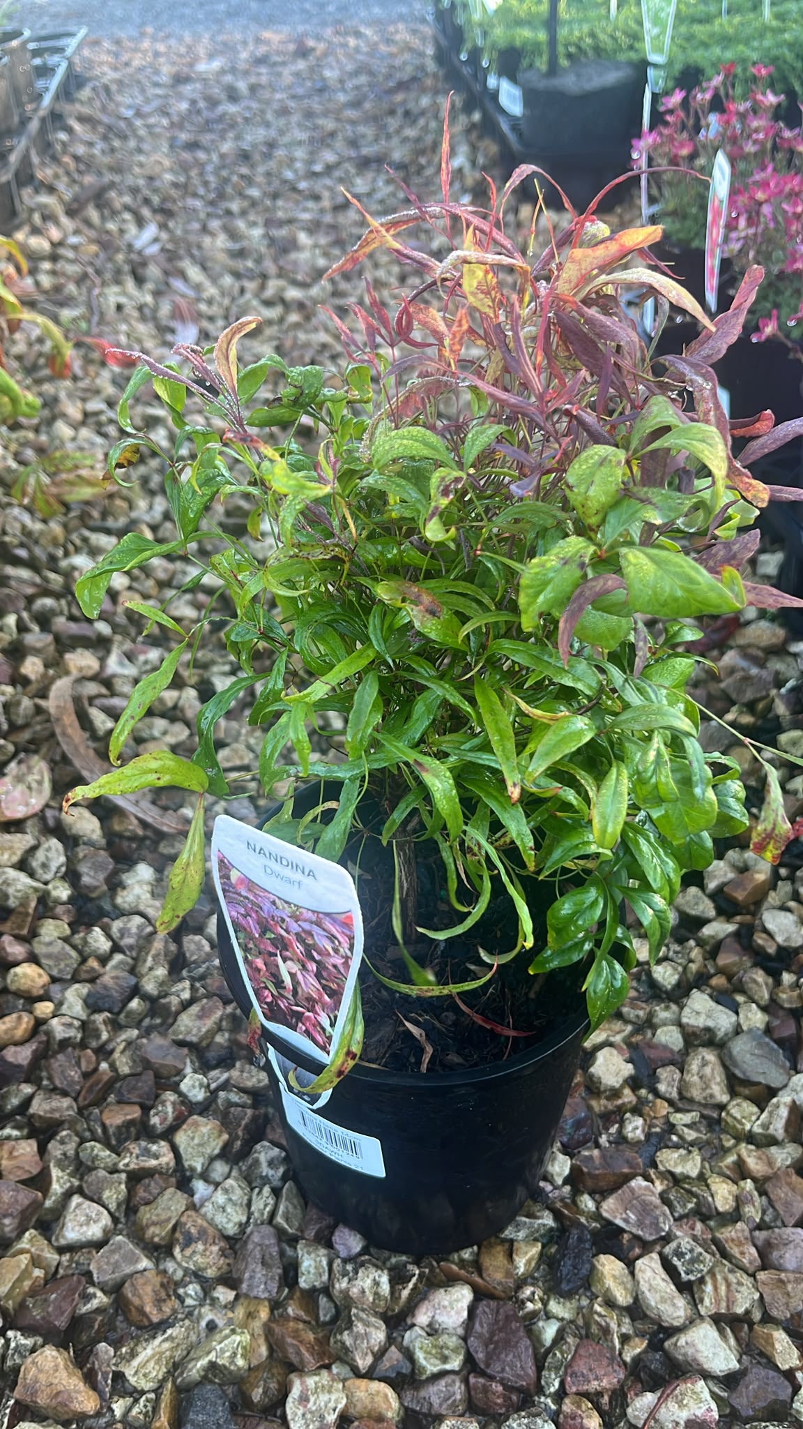 PL0258 Dwarf Heavenly Bamboo, Sacred Bamboo, Nandina domestica Nana, 南天竹, 14 cm Pot