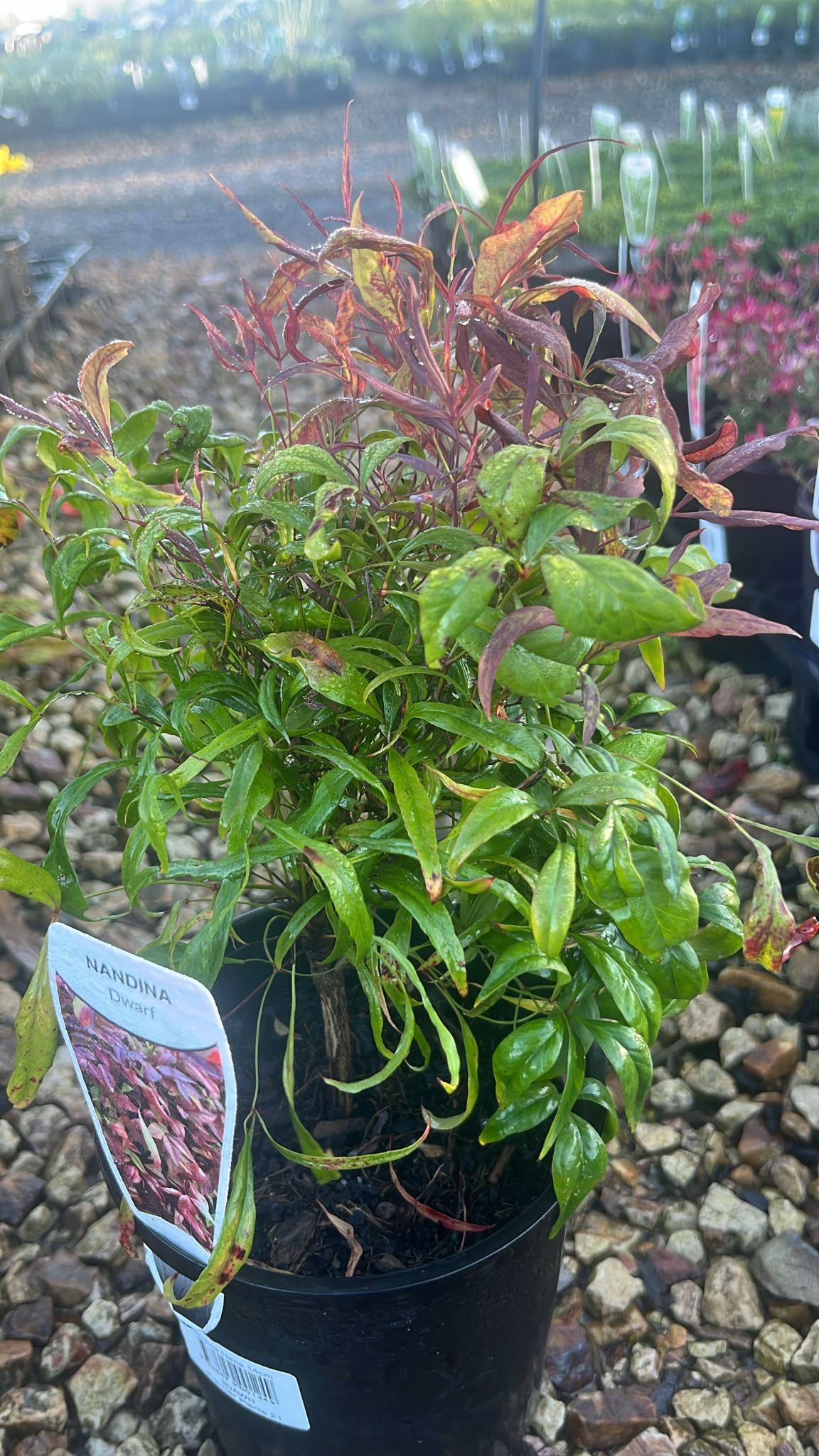 PL0258 Dwarf Heavenly Bamboo, Sacred Bamboo, Nandina domestica Nana, 南天竹, 14 cm Pot