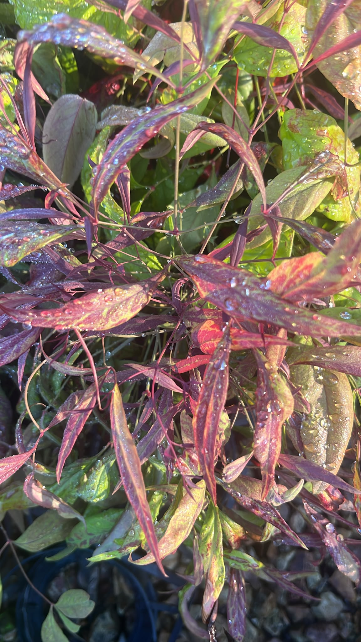 PL0258 Dwarf Heavenly Bamboo, Sacred Bamboo, Nandina domestica Nana, 南天竹, 14 cm Pot
