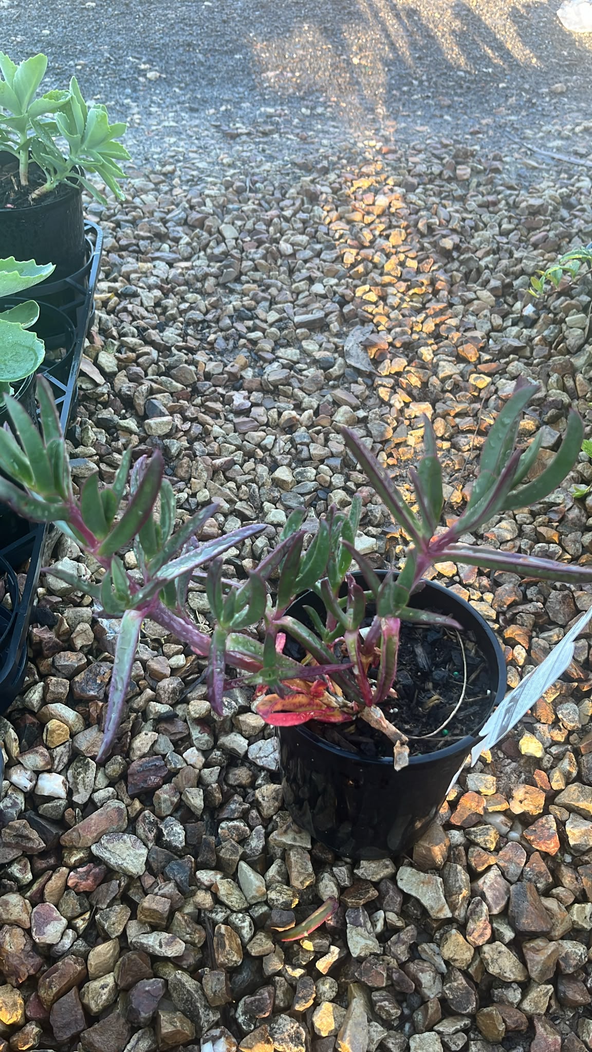 PL0259 Pigface, CAR10 PBR, Carpobrotus glaucescens Aussie Rambler, 海滨番杏, 14 cm Pot