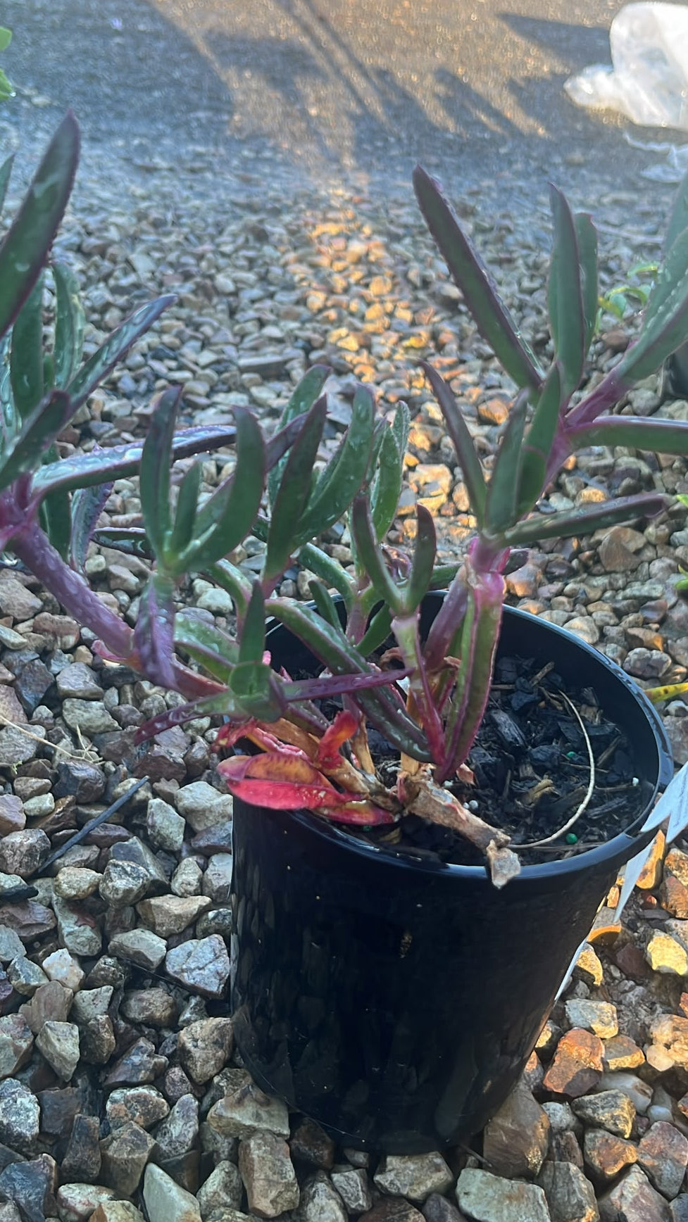 PL0259 Pigface, CAR10 PBR, Carpobrotus glaucescens Aussie Rambler, 海滨番杏, 14 cm Pot