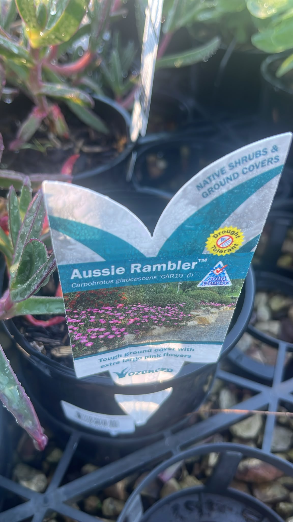 PL0259 Pigface, CAR10 PBR, Carpobrotus glaucescens Aussie Rambler, 海滨番杏, 14 cm Pot