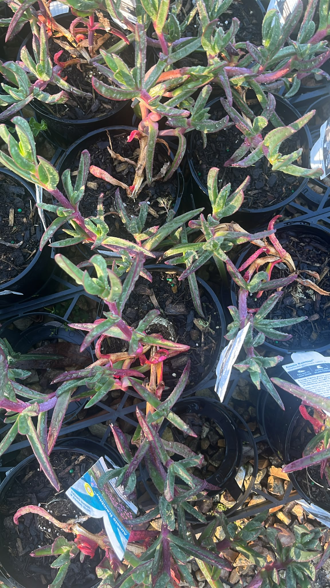 PL0259 Pigface, CAR10 PBR, Carpobrotus glaucescens Aussie Rambler, 海滨番杏, 14 cm Pot