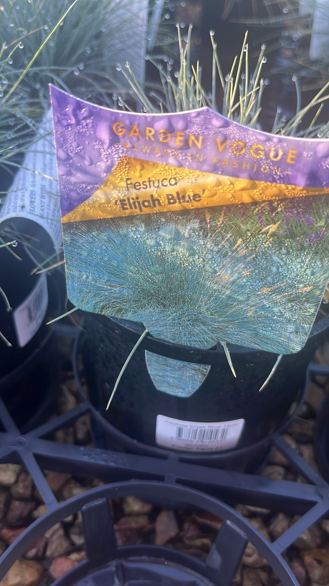 PL0261 Blue Fescue, Festuca glauca Elijah Blue, 蓝羊茅, 14 cm Pot