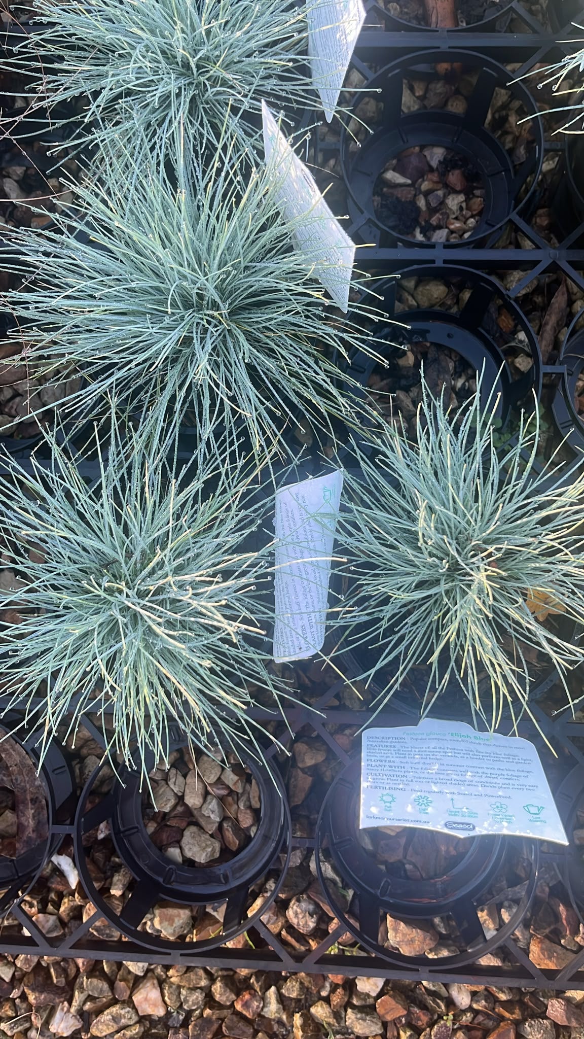 PL0261 Blue Fescue, Festuca glauca Elijah Blue, 蓝羊茅, 14 cm Pot