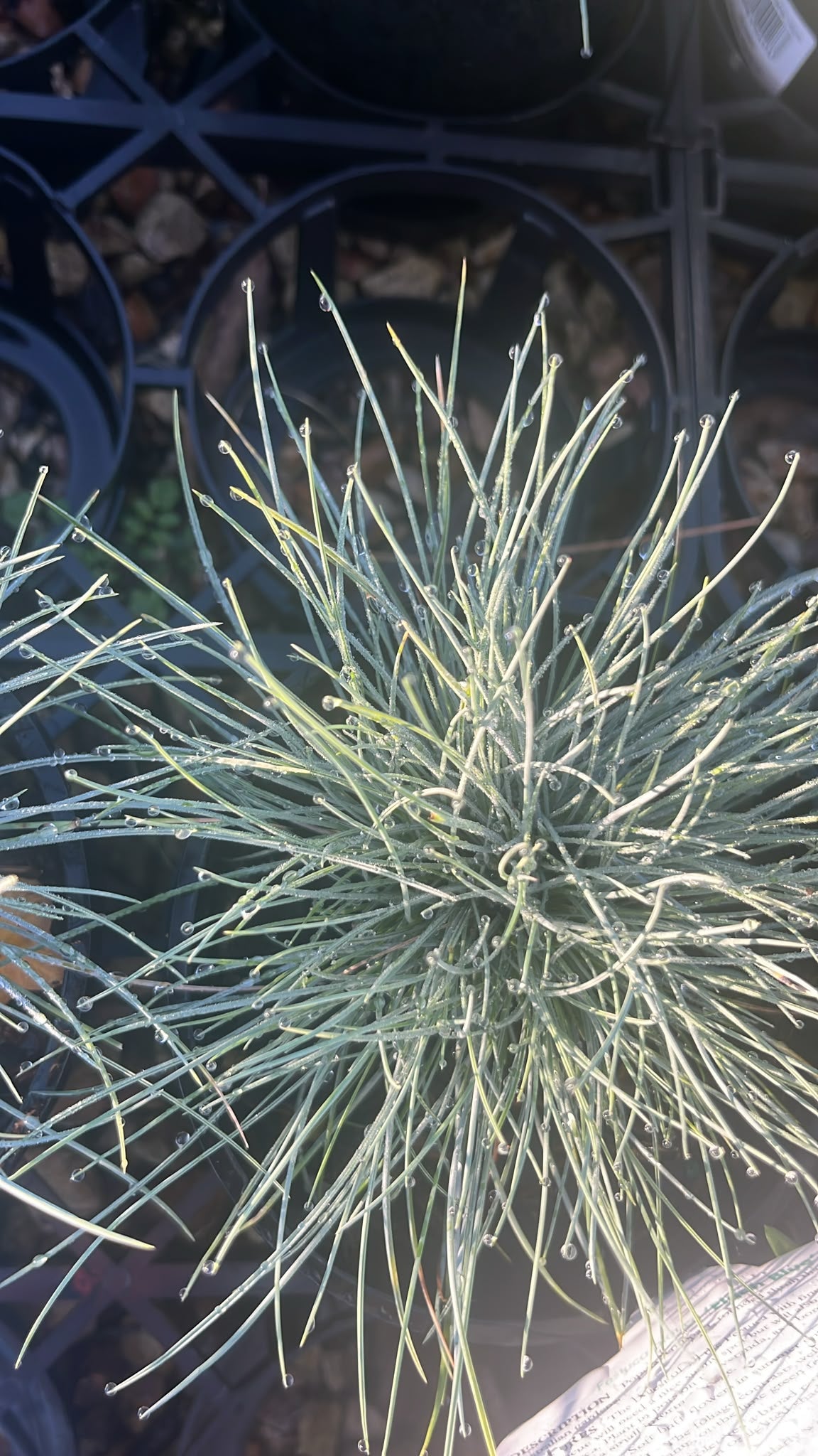 PL0261 Blue Fescue, Festuca glauca Elijah Blue, 蓝羊茅, 14 cm Pot