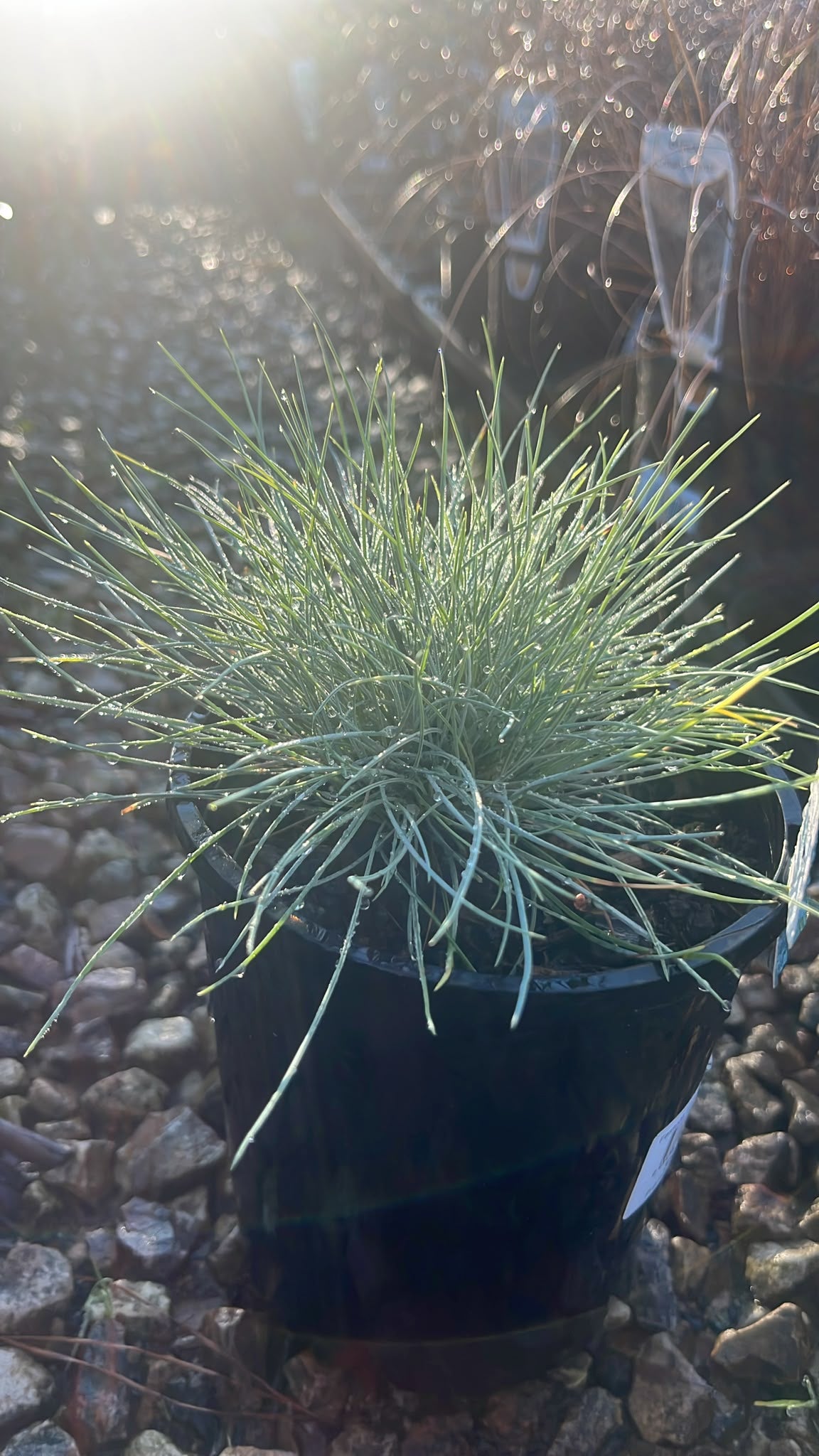PL0261 Blue Fescue, Festuca glauca Elijah Blue, 蓝羊茅, 14 cm Pot