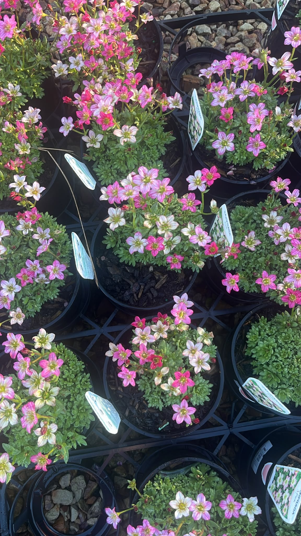PL0265 Tufted Alpine Saxifrage, Saxifraga caespitosa Red, 虎耳草, 14 cm Pot