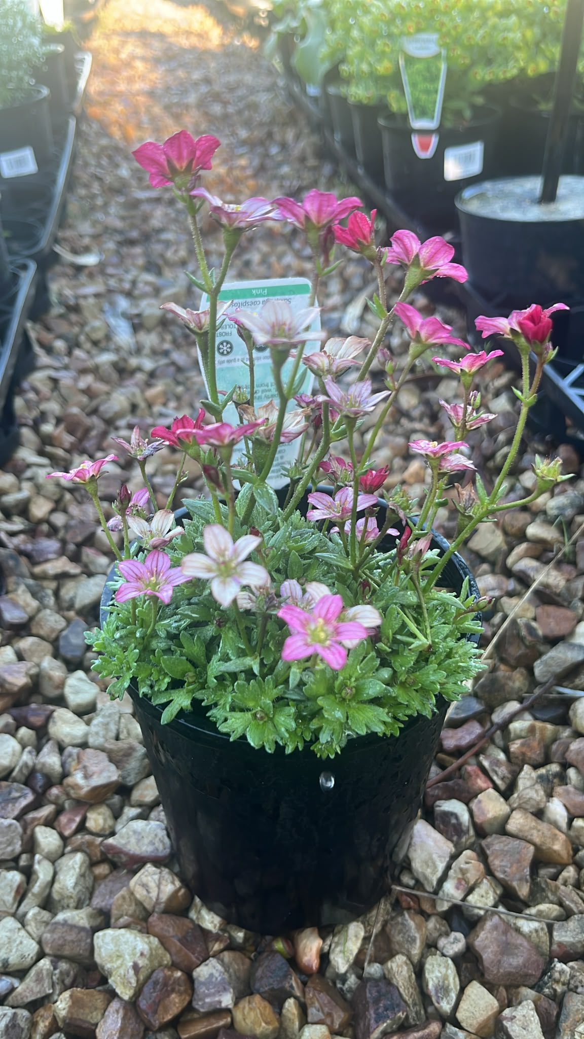PL0265 Tufted Alpine Saxifrage, Saxifraga caespitosa Red, 虎耳草, 14 cm Pot