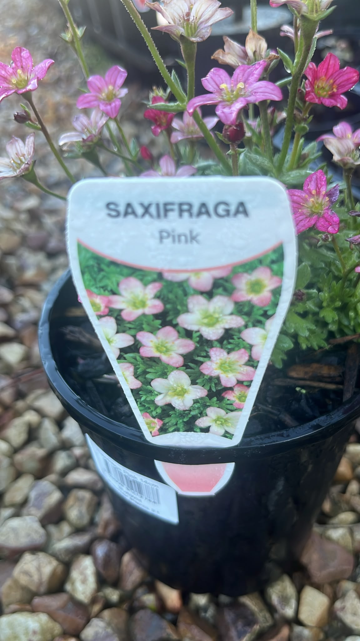 PL0265 Tufted Alpine Saxifrage, Saxifraga caespitosa Red, 虎耳草, 14 cm Pot