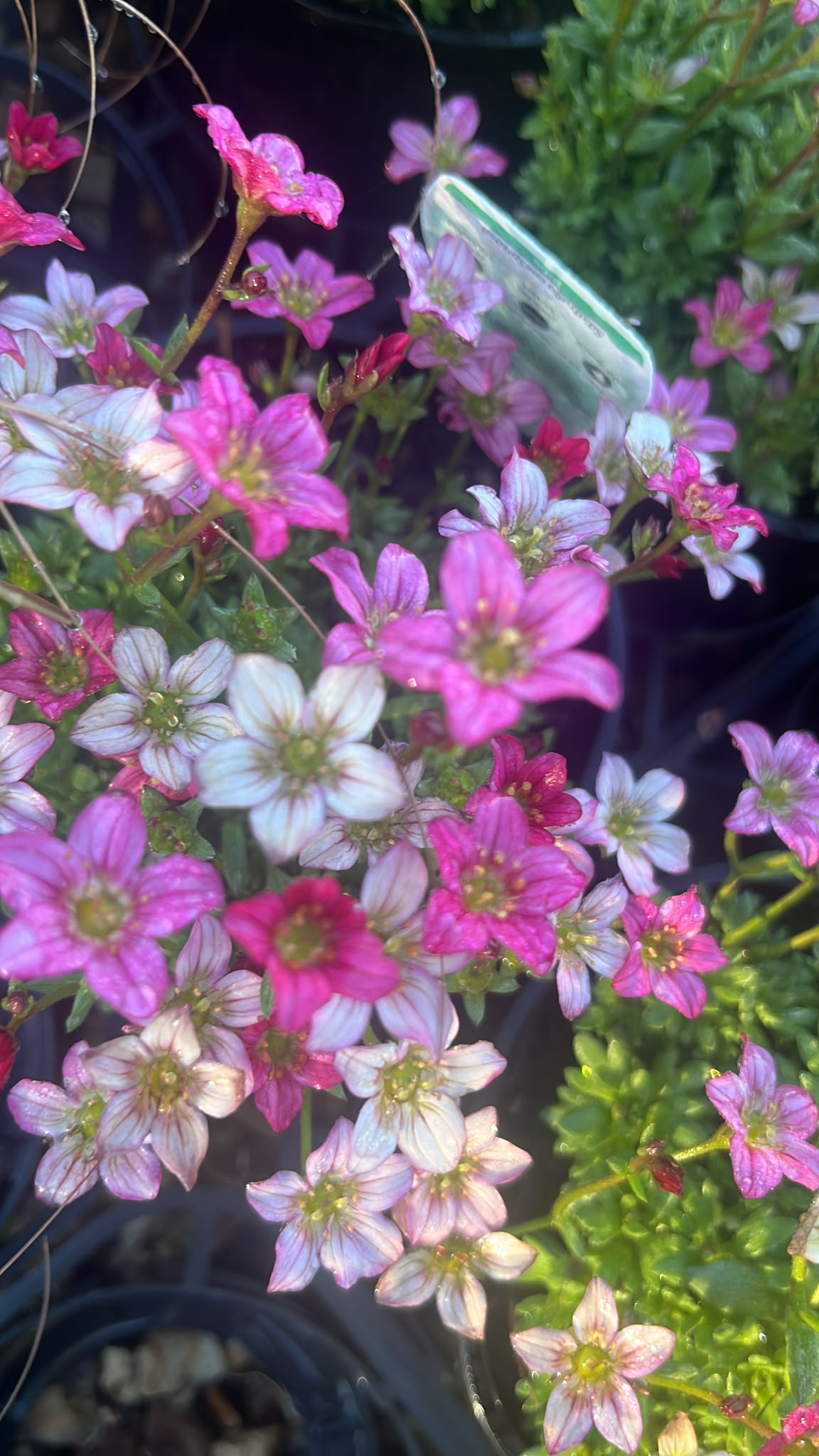 PL0265 Tufted Alpine Saxifrage, Saxifraga caespitosa Red, 虎耳草, 14 cm Pot