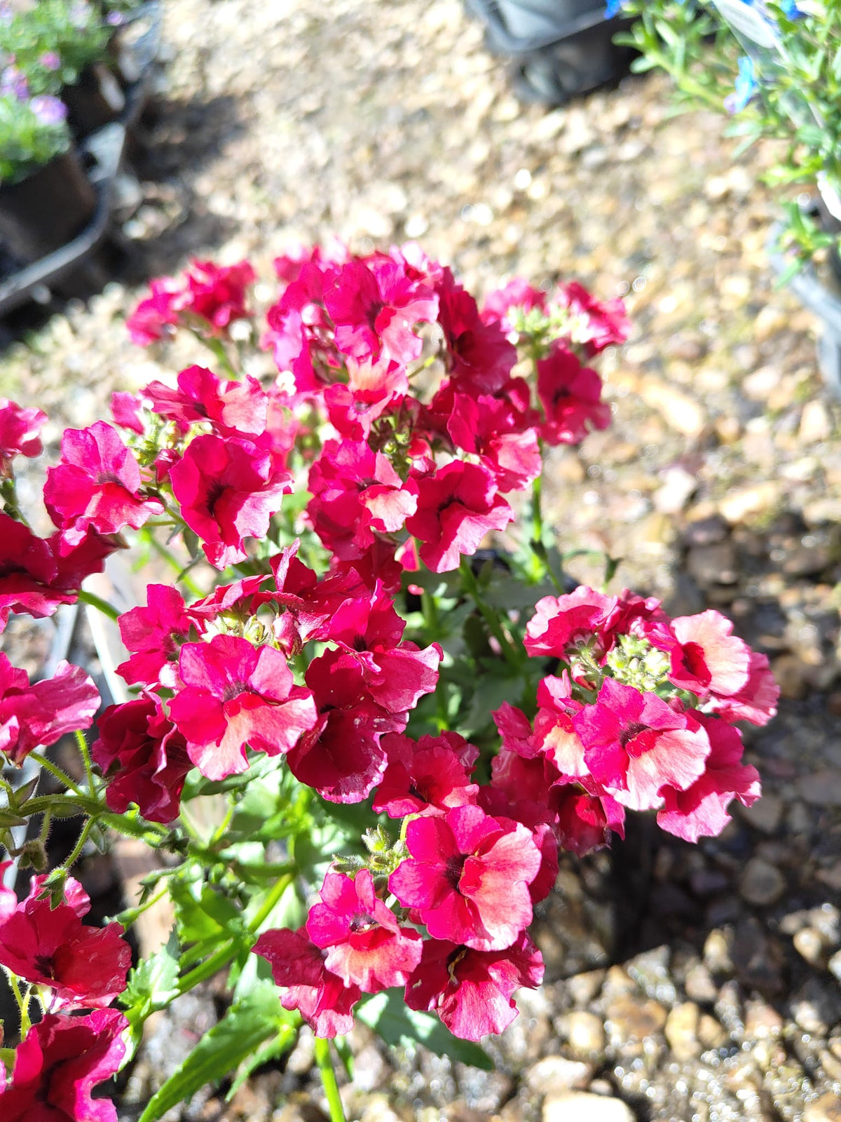 PL0081 Mauve Nemesia, Nemesia fruticans Nesia, 龙面花, 14 cm Pot