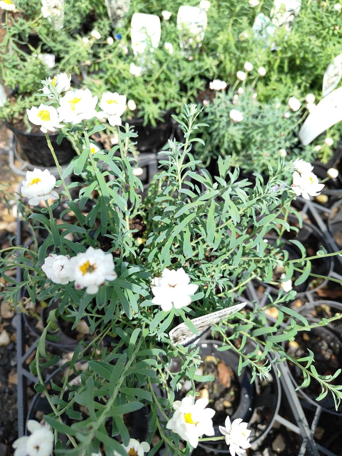 PL0080 Paper Daisy, Chamomile Sunray, Rhodanthe anthemoides, 纸雏菊, 14 cm Pot