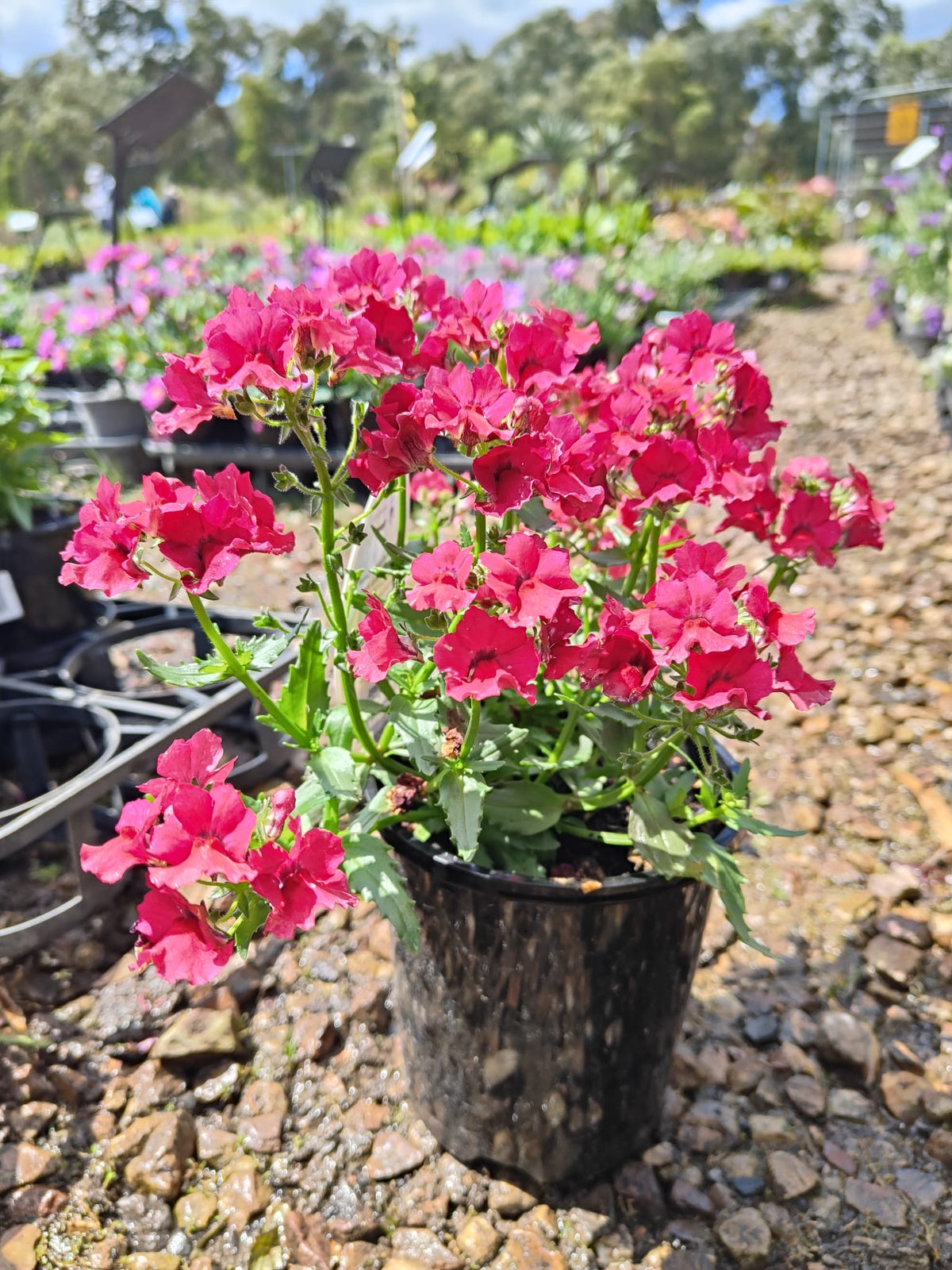 PL0081 Mauve Nemesia, Nemesia fruticans Nesia, 龙面花, 14 cm Pot