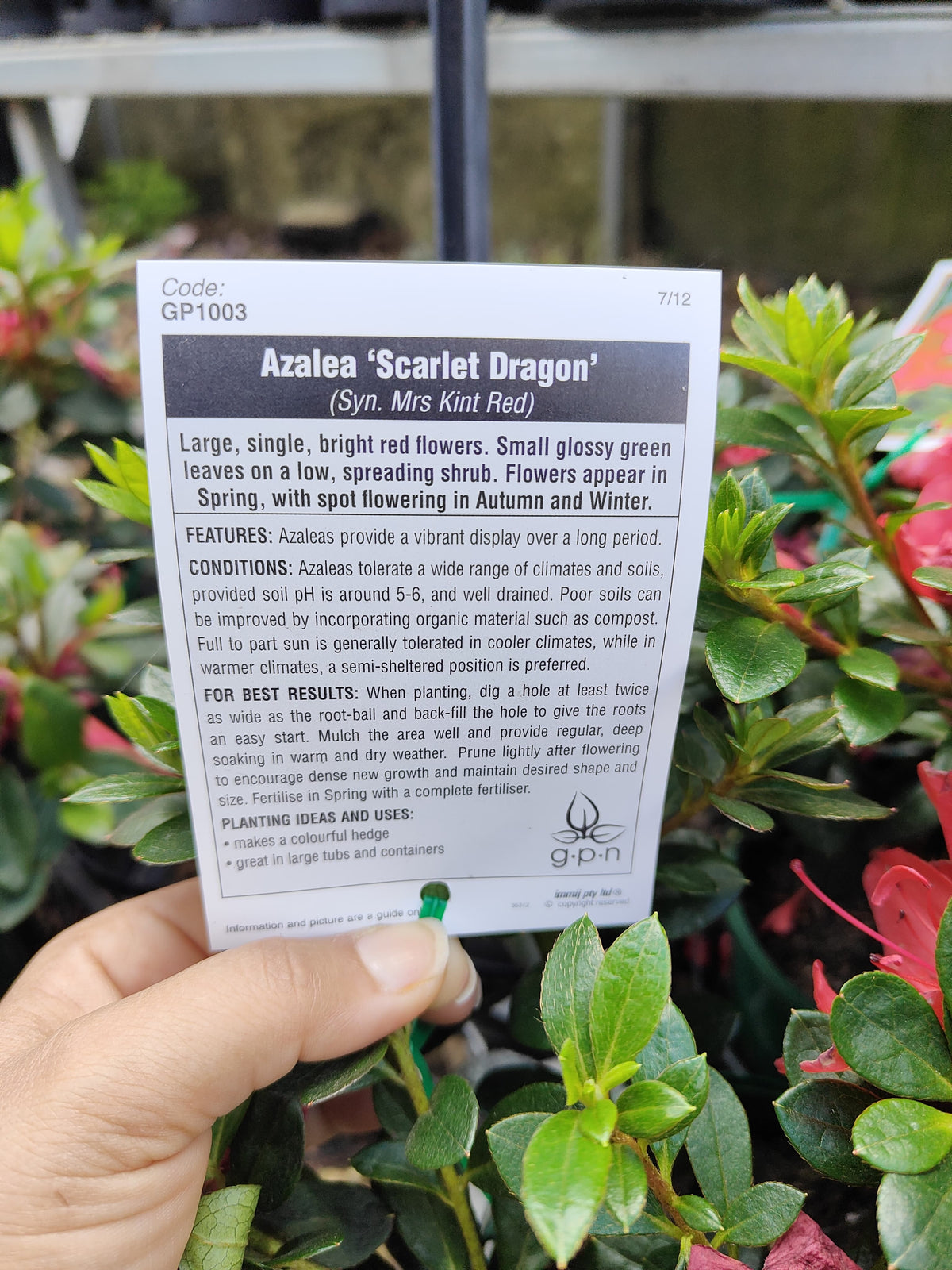 PL0075 Azalea, Azalea hybrida Scarlet Dragon, 杜鹃花, 12 cm Pot