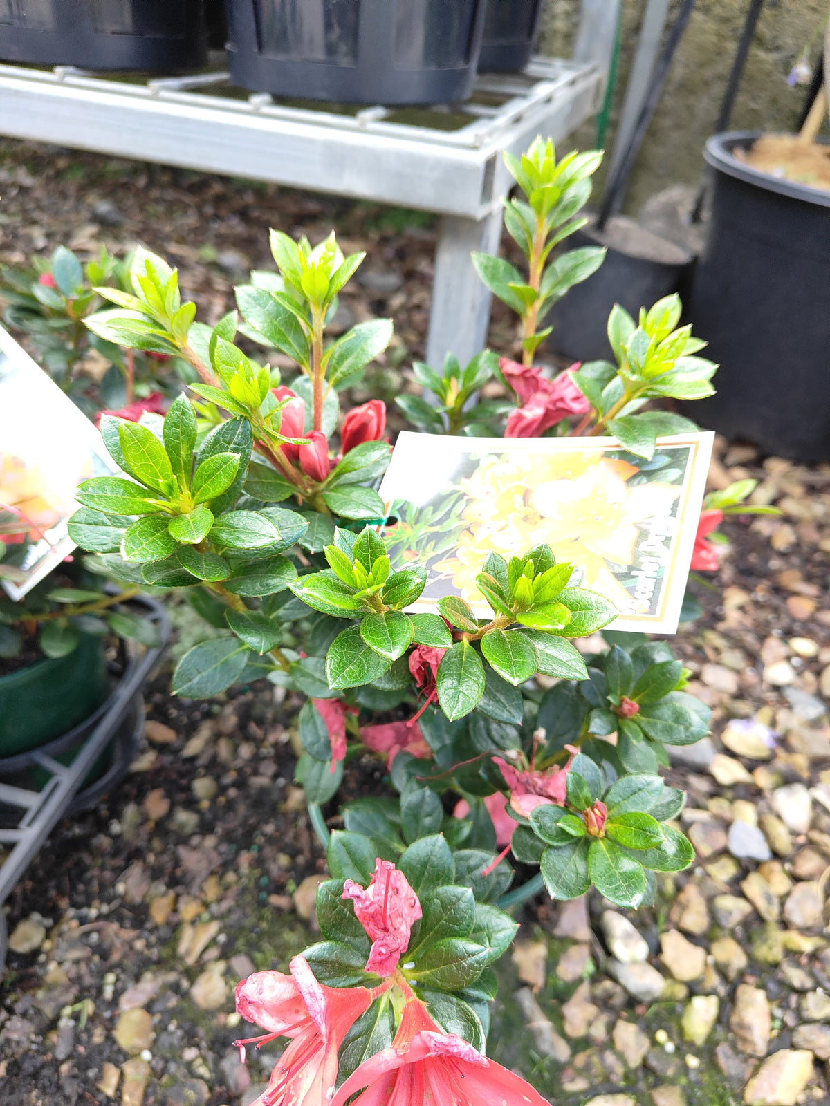 PL0075 Azalea, Azalea hybrida Scarlet Dragon, 杜鹃花, 12 cm Pot