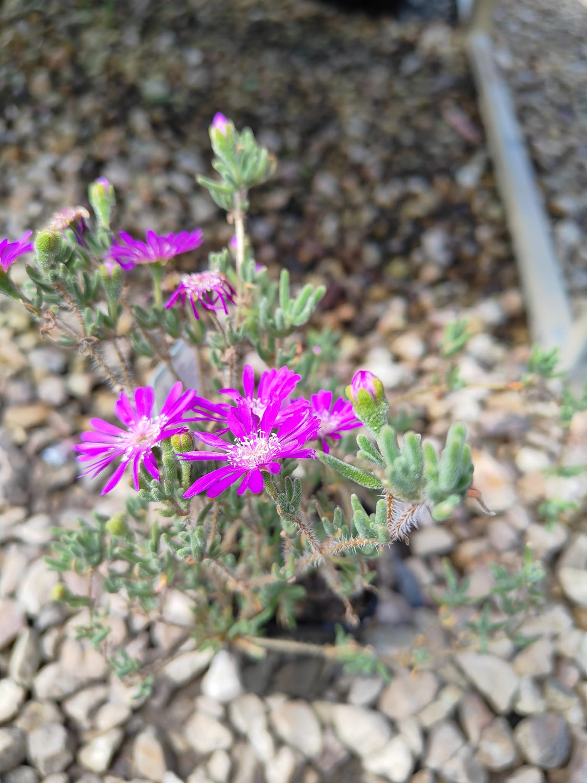 PL0085 Karkalla, Native Pigface, Carpobrotus rossii, 澳洲海滨番杏, 7 cm Pot