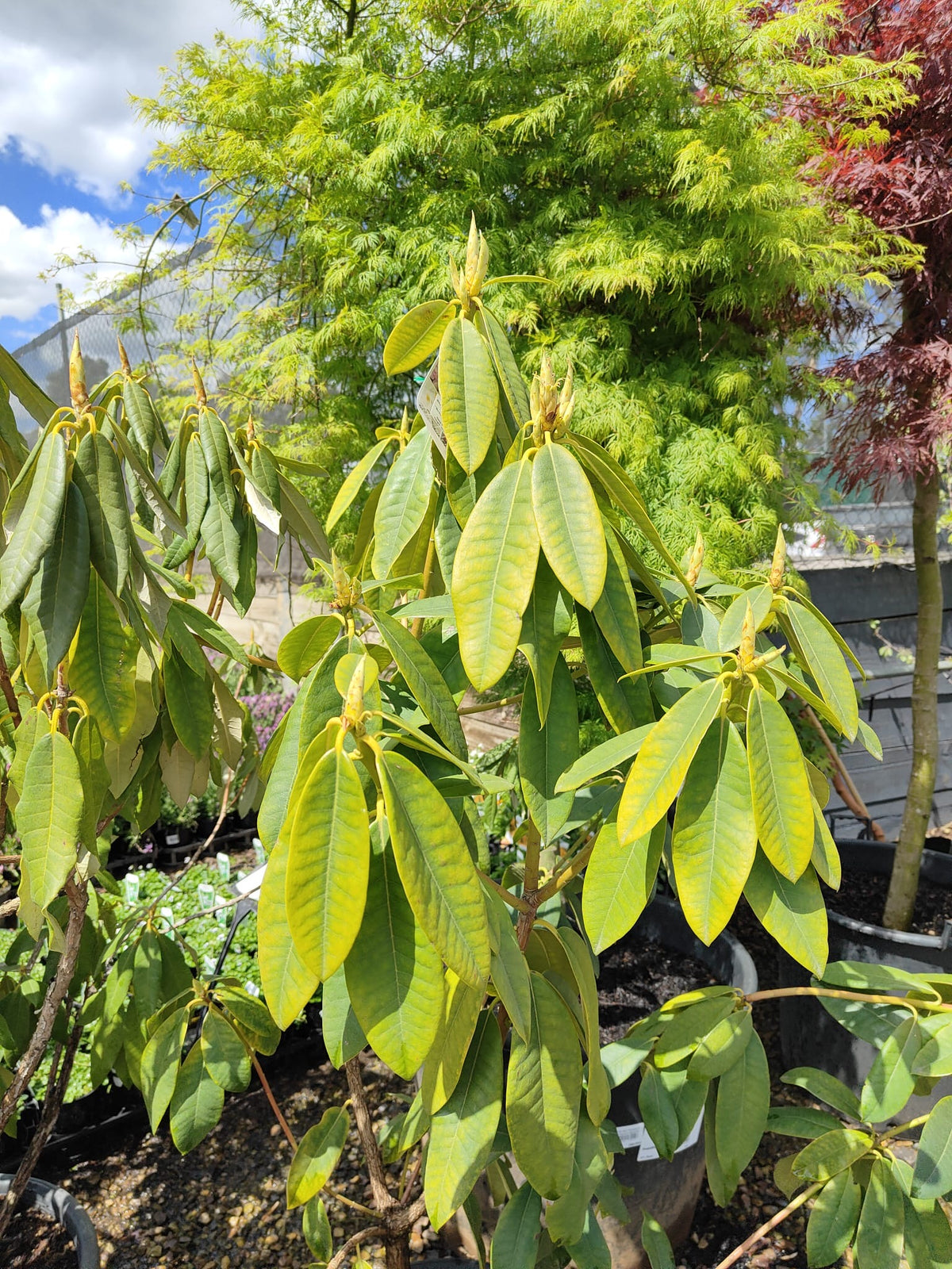 PL0079 Rhododendron, Rhododendron hybrida, 杂交杜鹃, 40 cm Pot